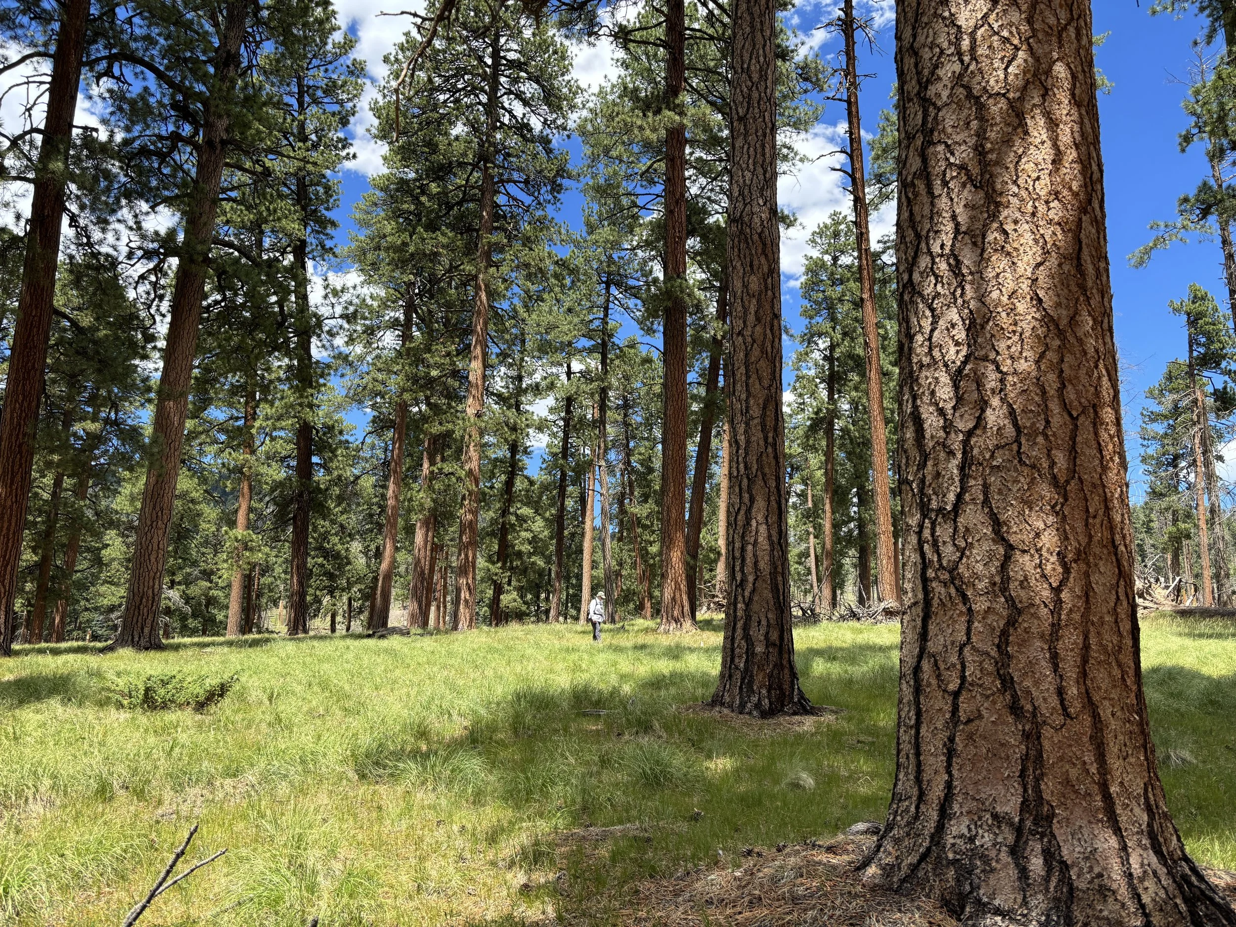 #305: Valles Caldera National Preserve (NM)