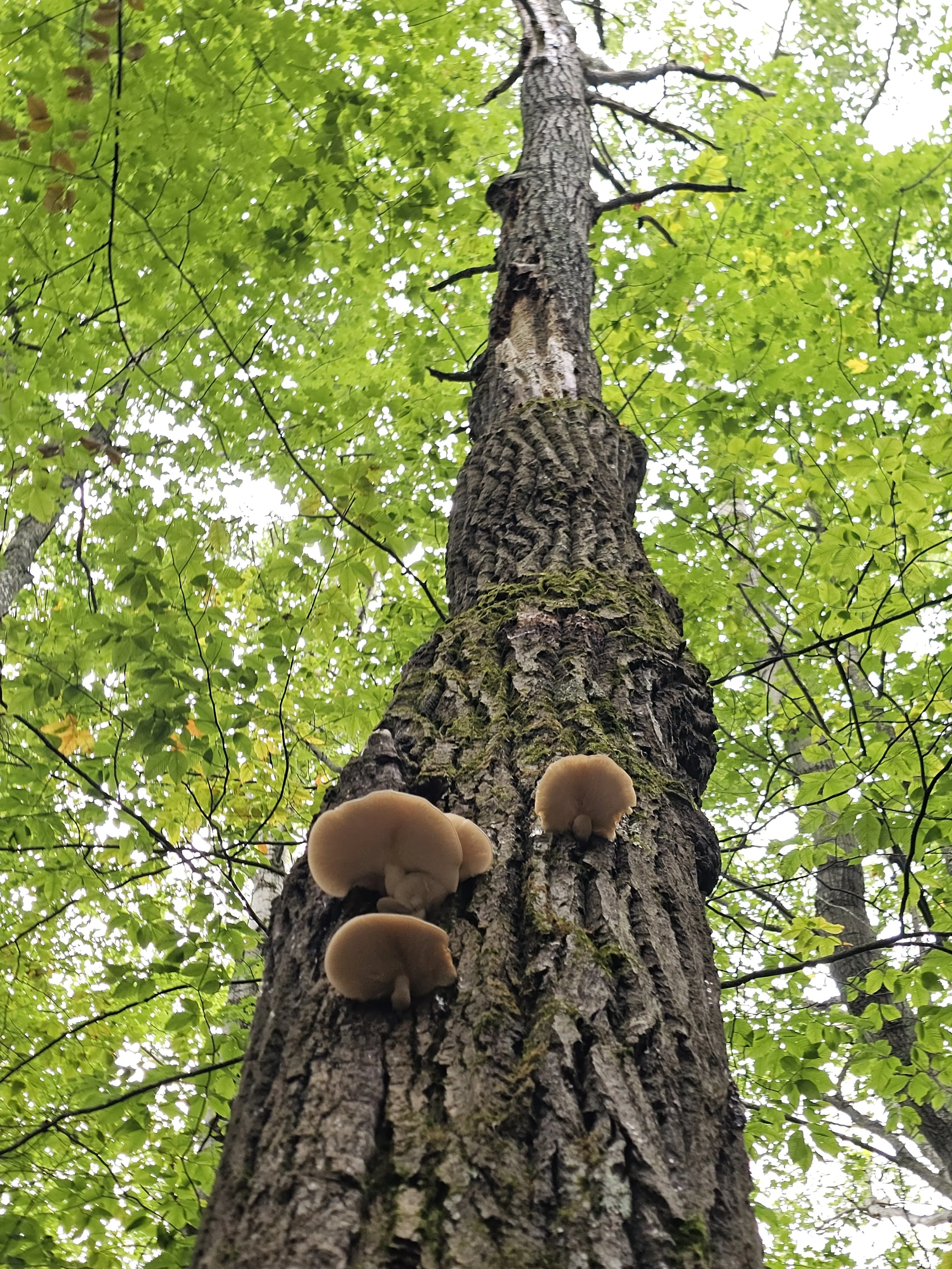 #310: Kehl Lake Natural Area (MI)