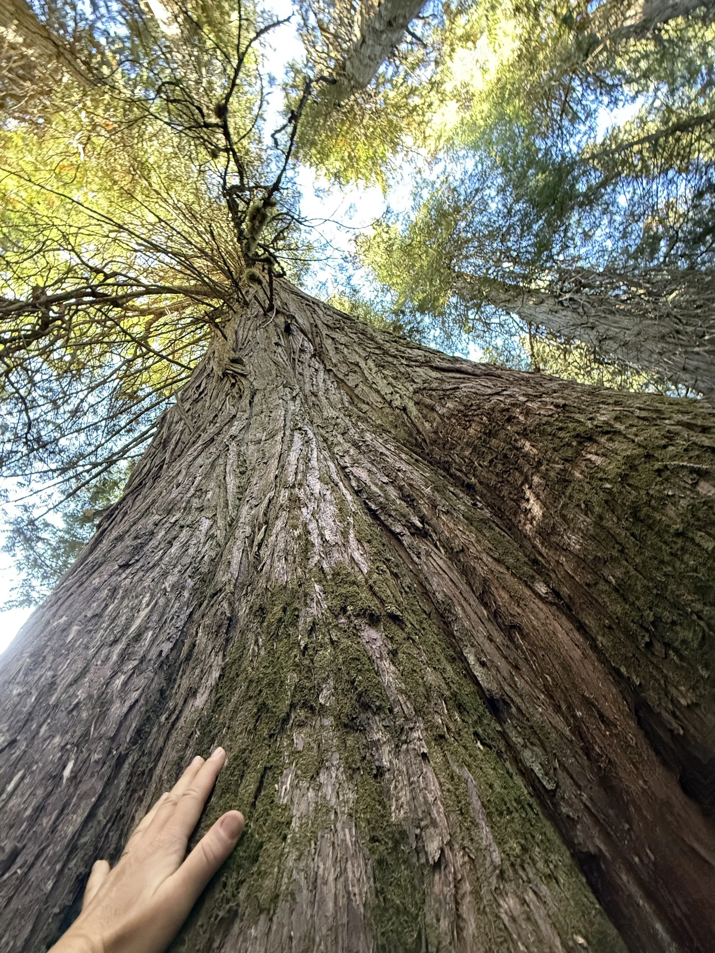 #311: Ross Creek Cedars Scenic Area (MT)