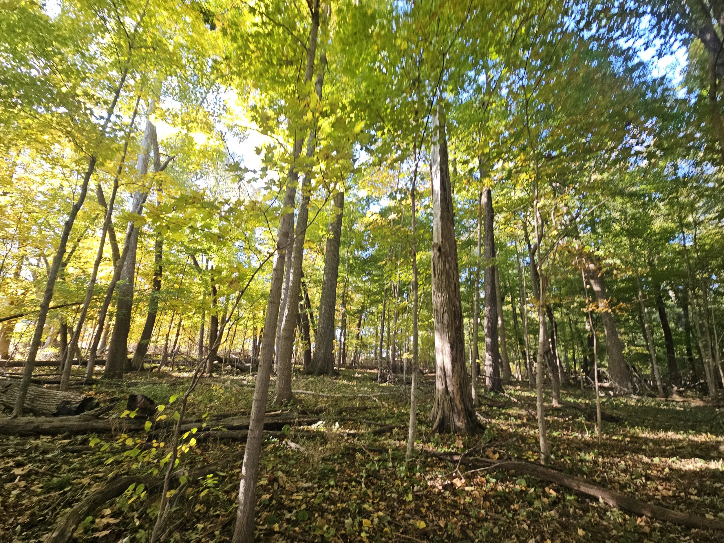 #316: Berns-Meyer Nature Preserve (IN)