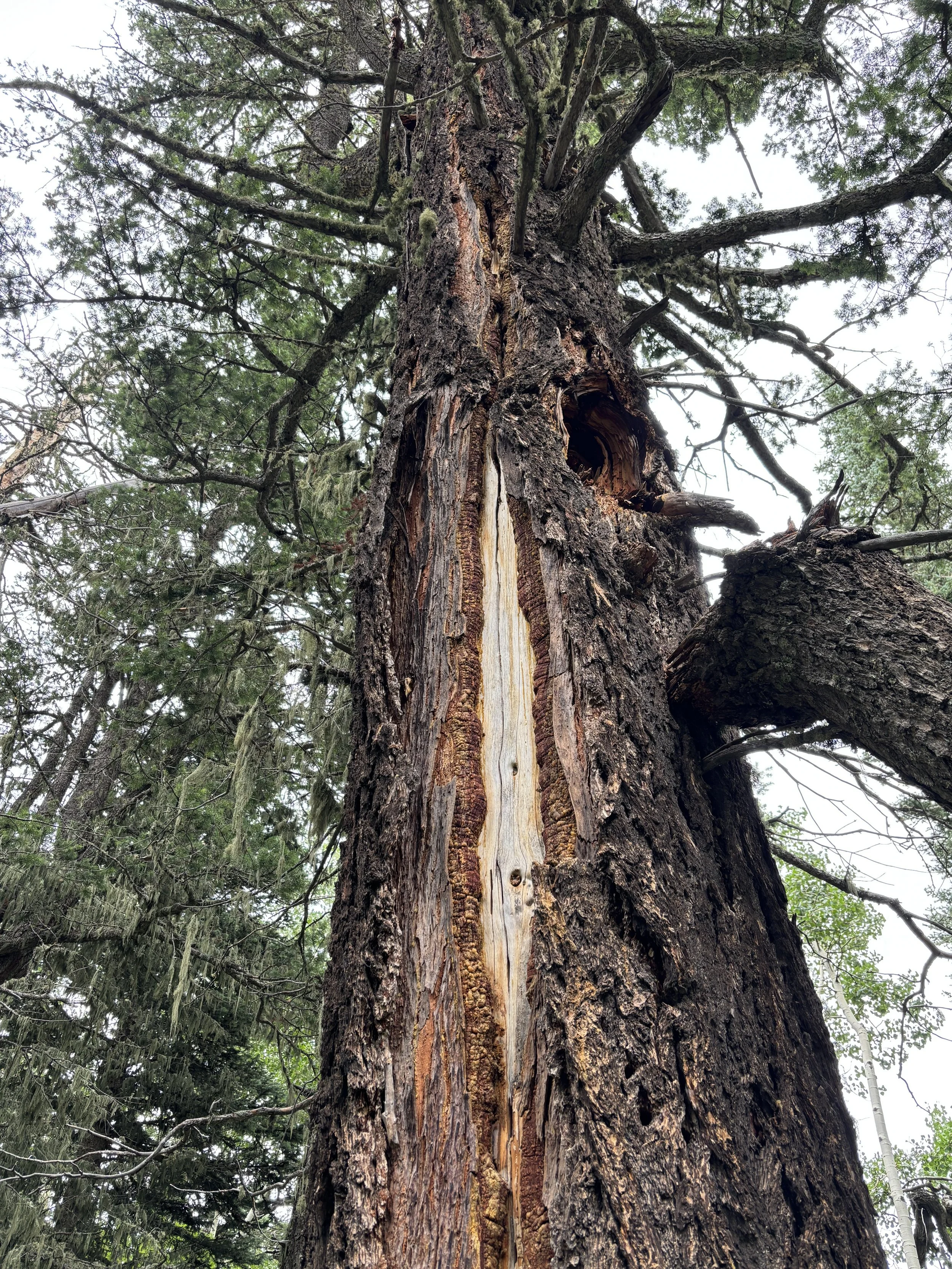 These Forests Joined the Old-Growth Forest Network in 2025