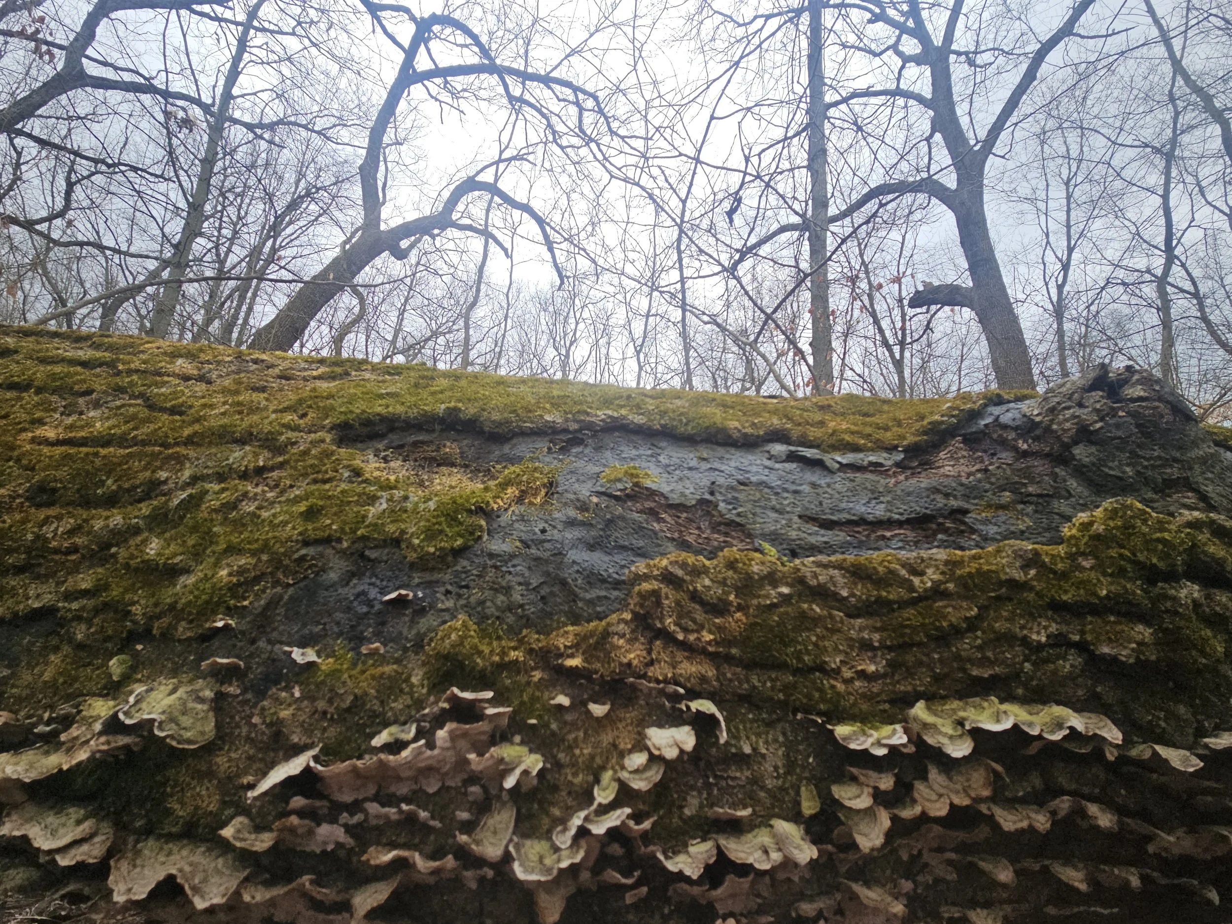 Krueger Memorial Park (IN)