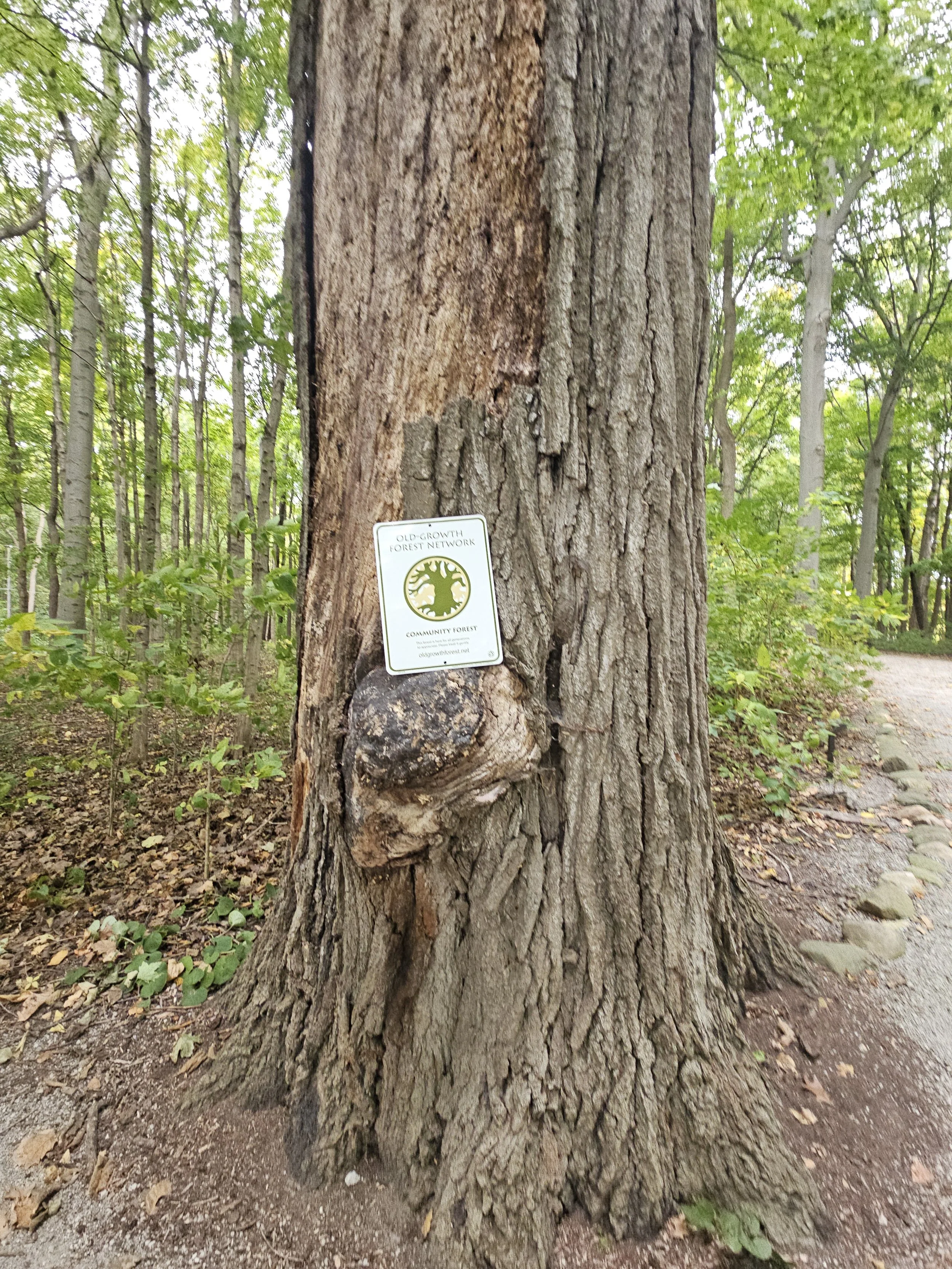 Gene Stratton-Porter - Wildlflower Woods