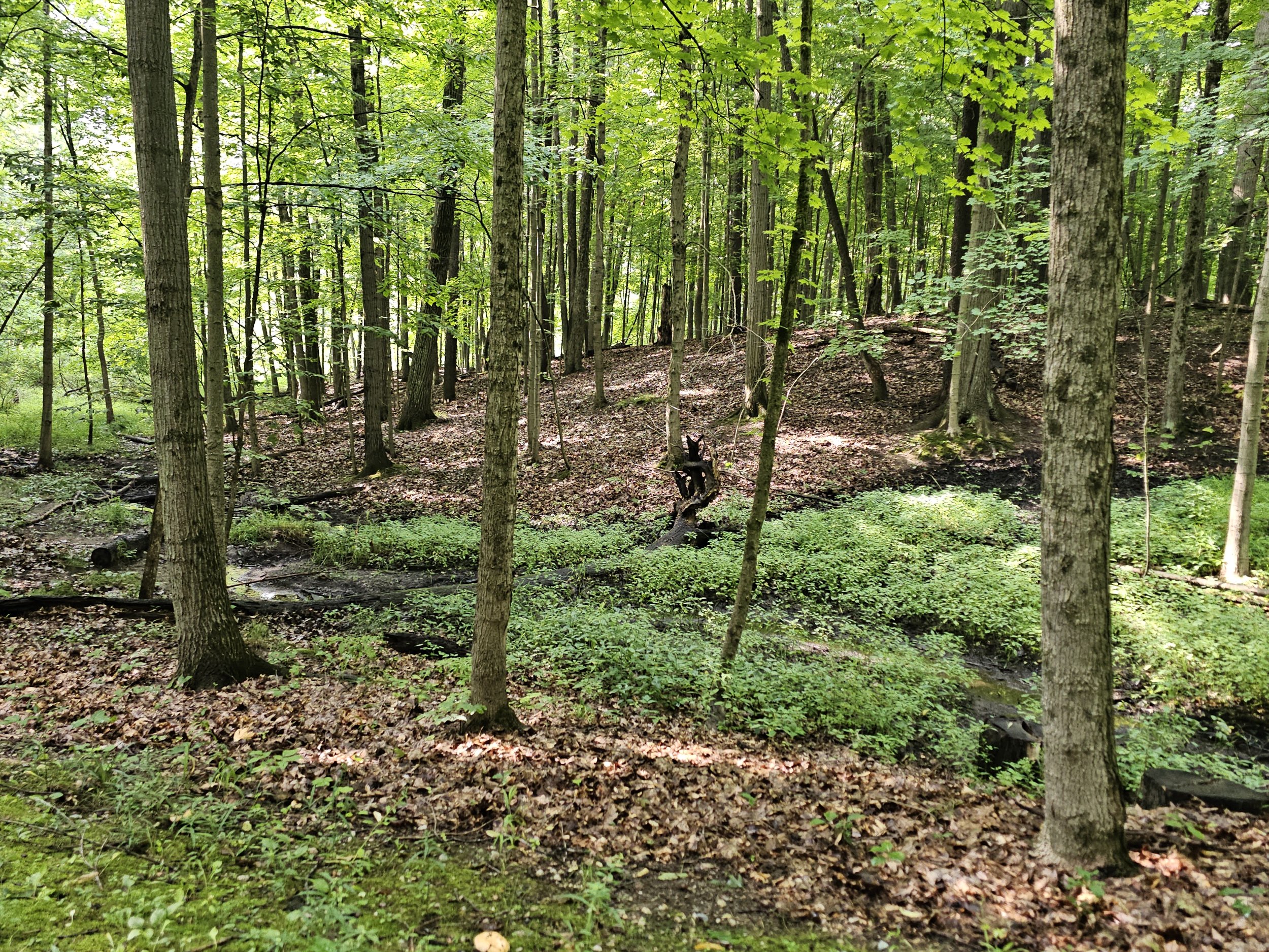 Mountain Bike Addison Oaks County Park (MI)