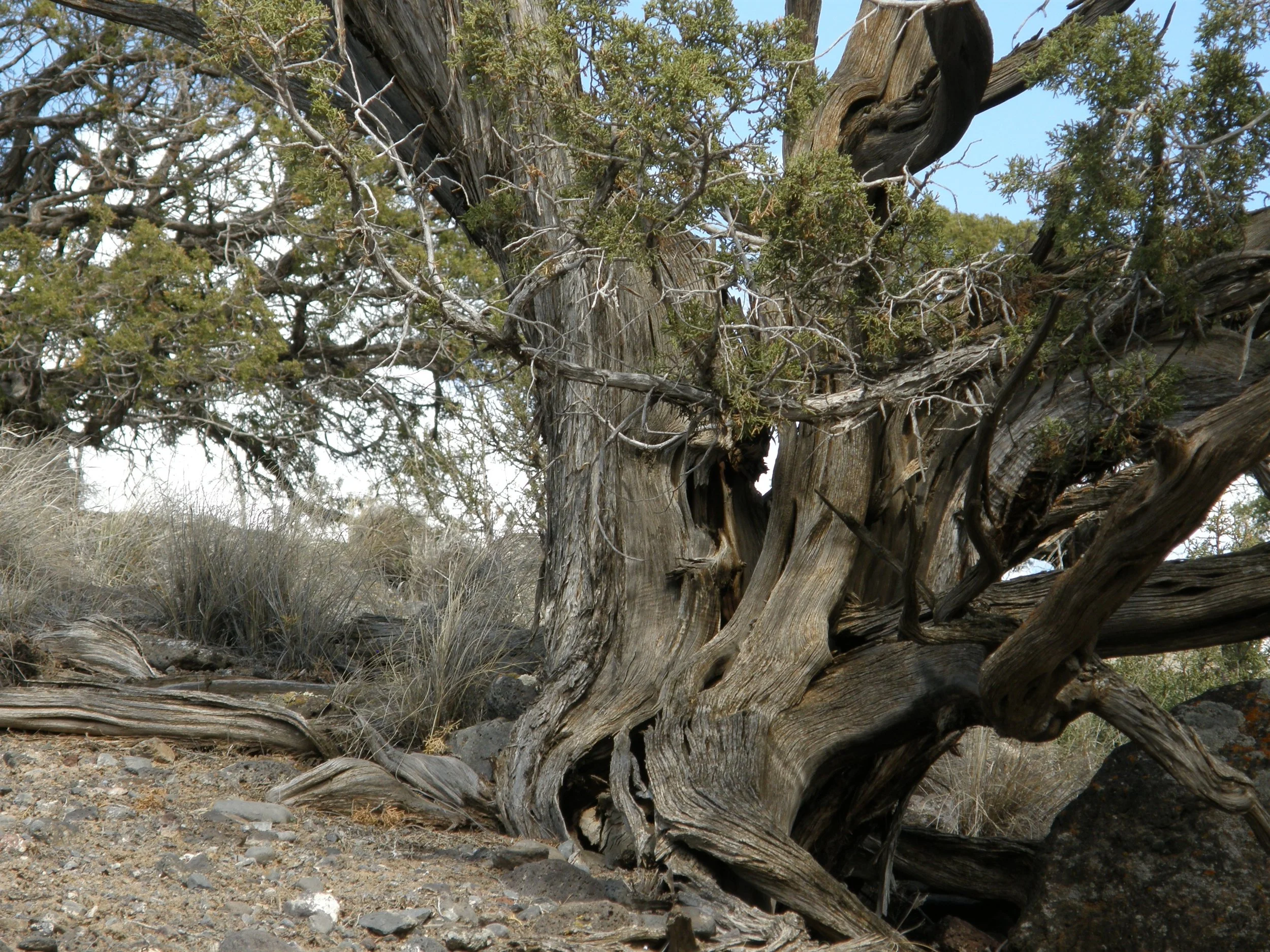 01a  Ancient One along East Epipactus Trail 2013.JPG