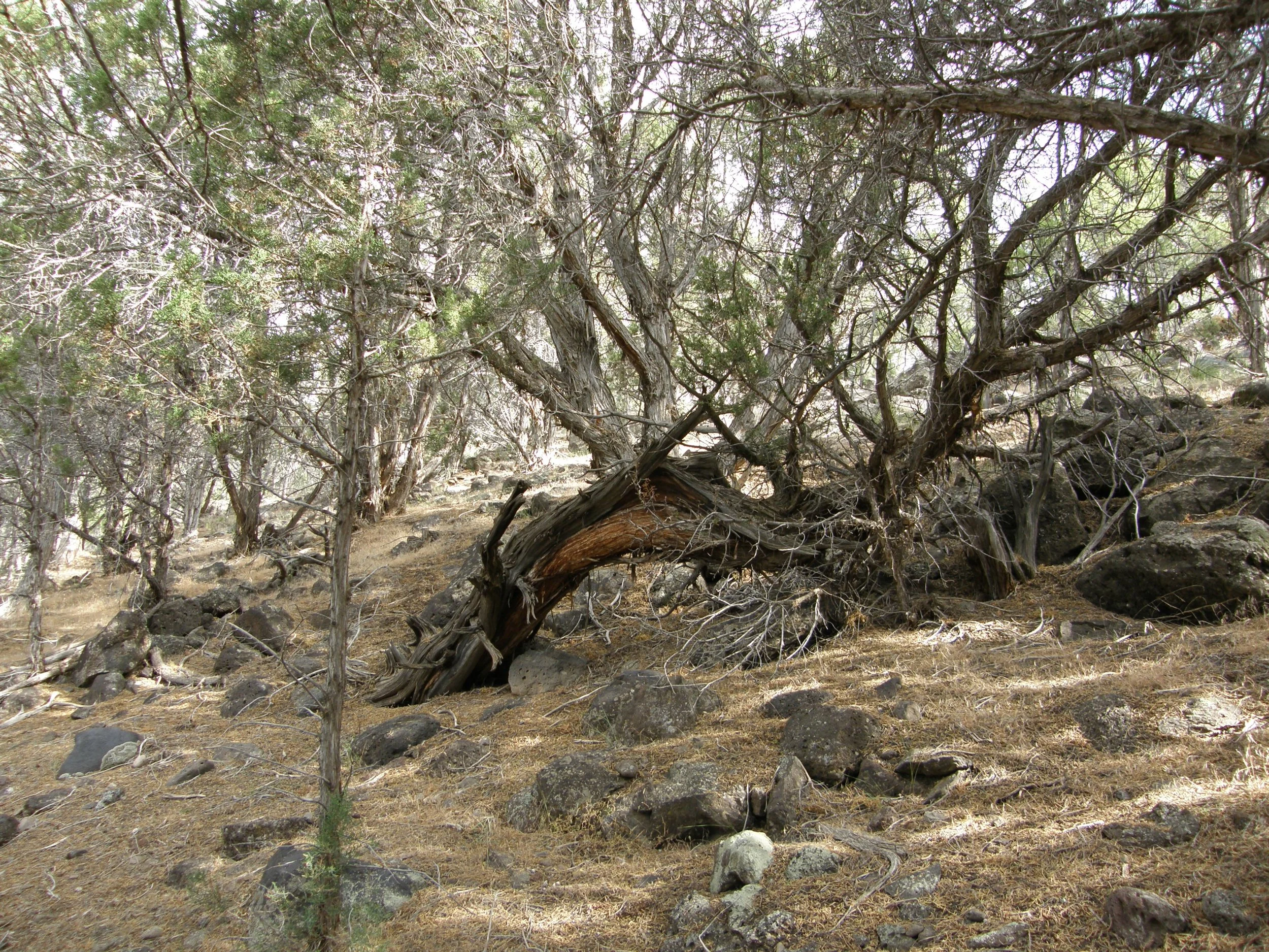 01b  Neighbor of the Jupiter Tree 2009.JPG