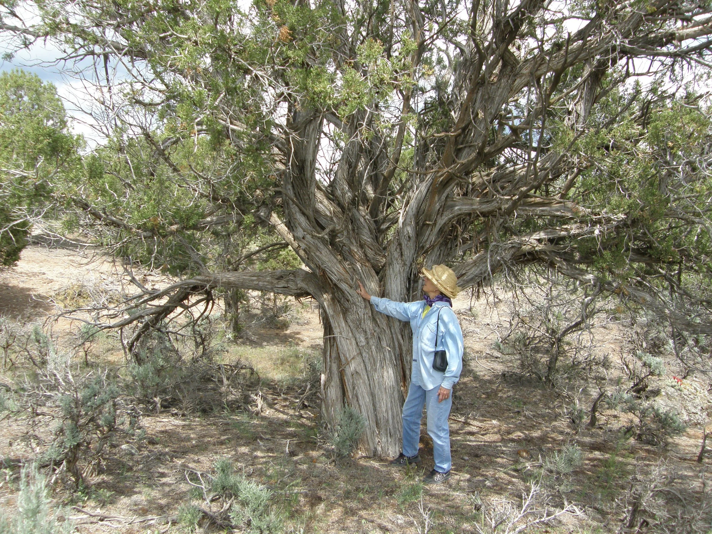 01d  KatieG's tree.  107C. 2013.JPG