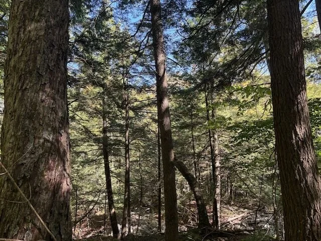 IMG_0954.jpeg