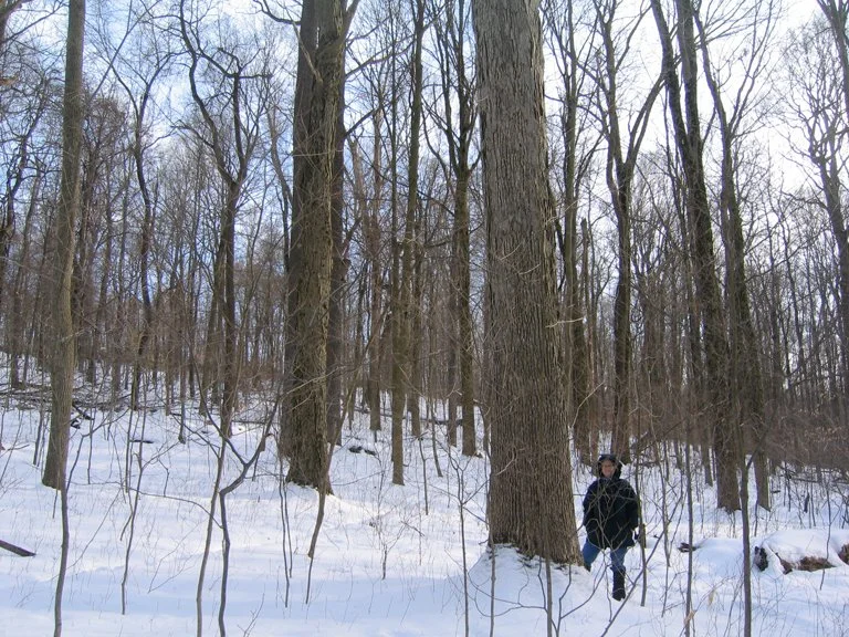 entering the old-growth (2).jpg