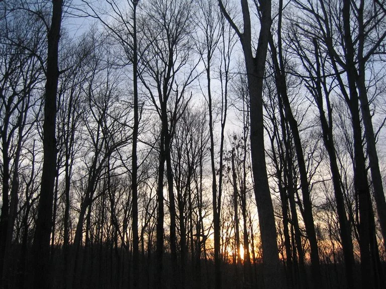 old-growth at sunset.jpg