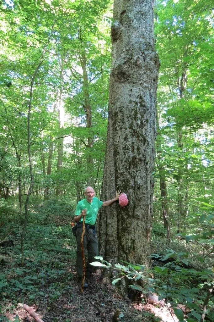 Steve McKee and big tree.jpg