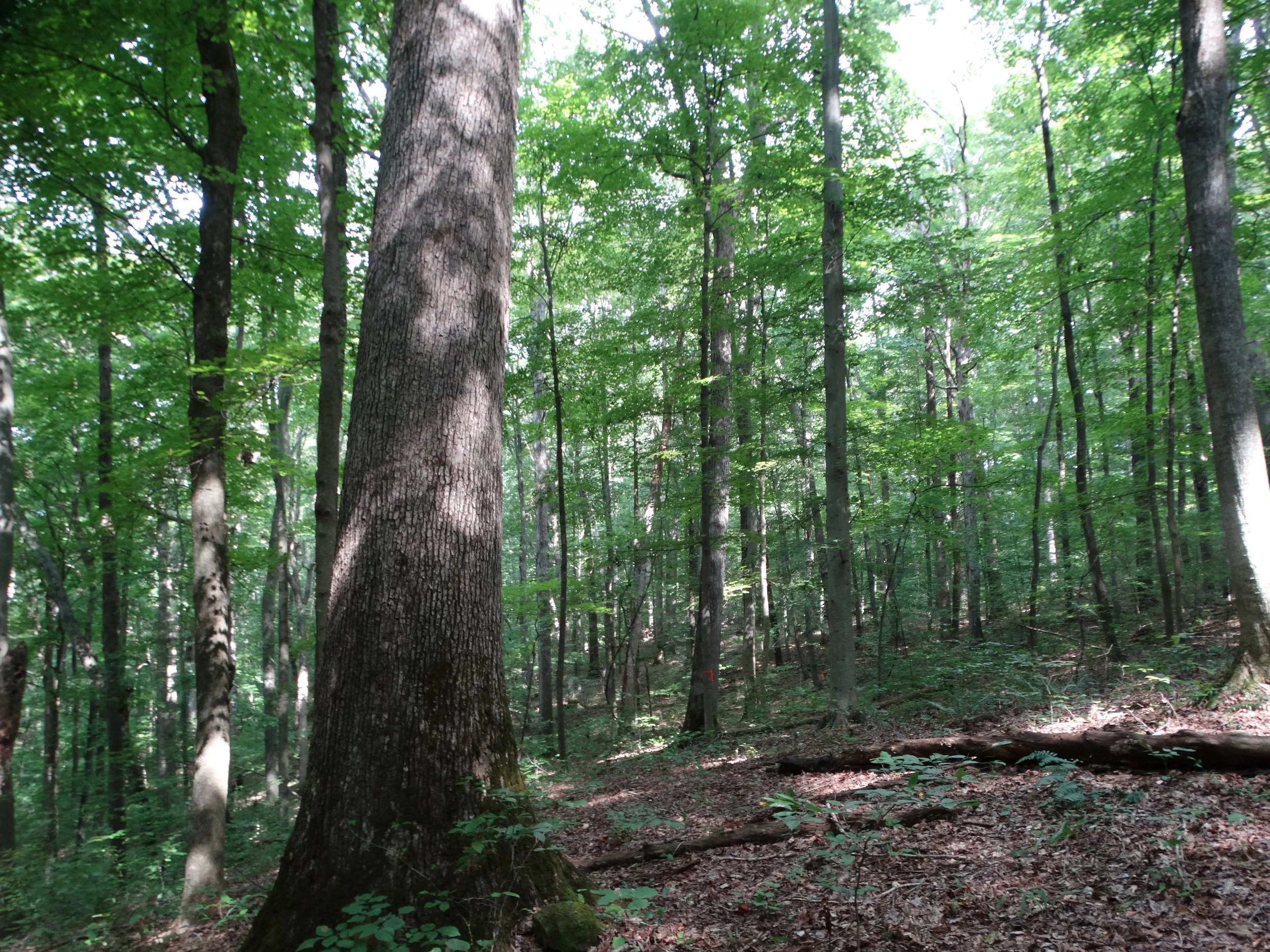 Old Growth Forest 013.JPG