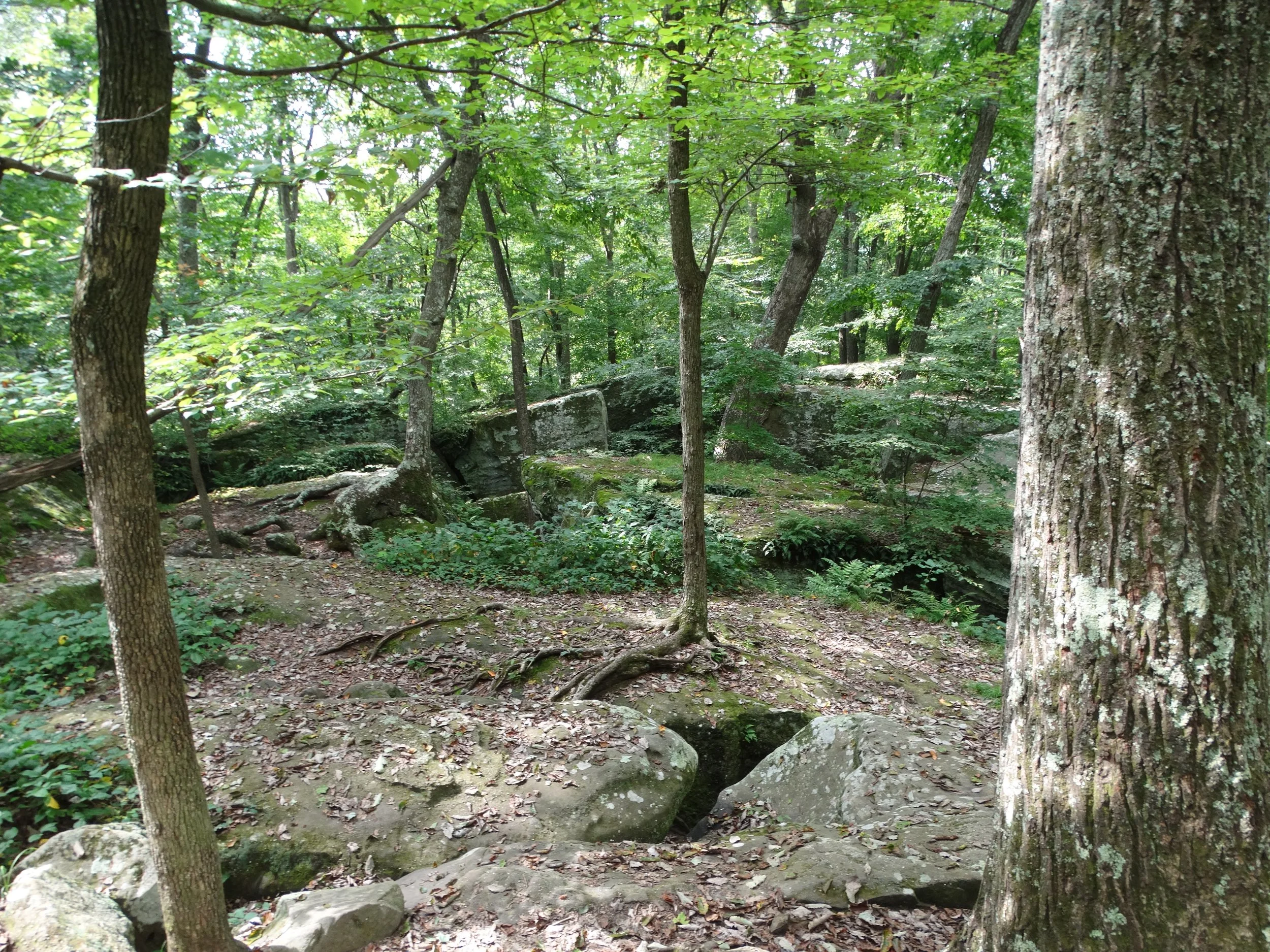 Old Growth Forest 025.JPG