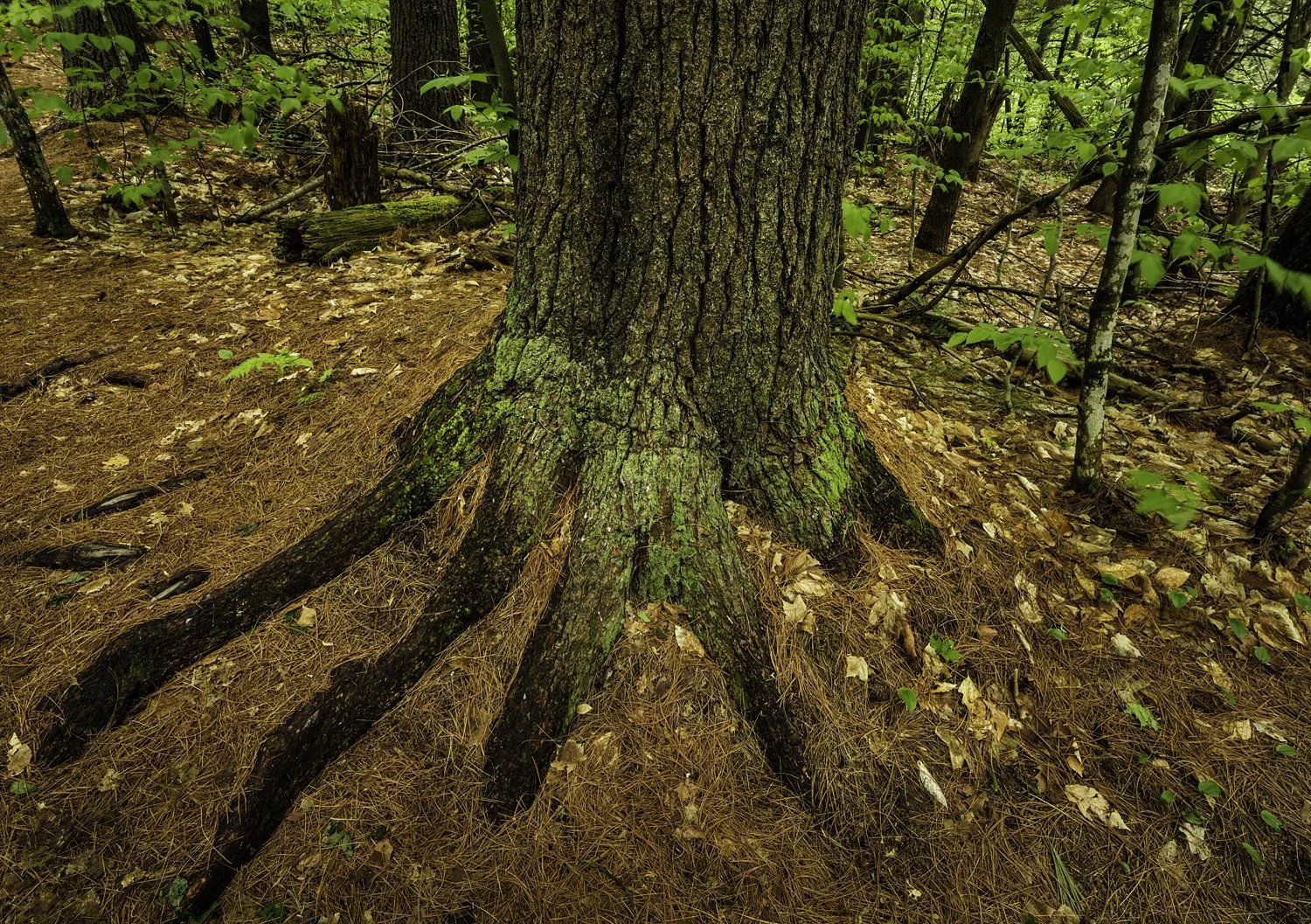 Photo: Robert Llewellyn