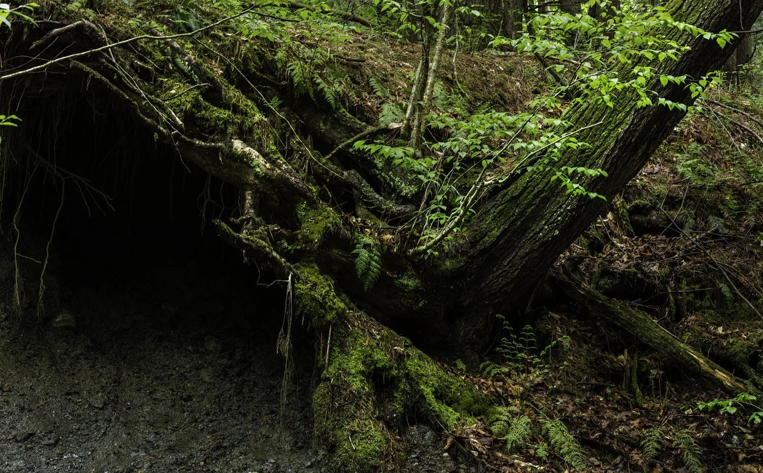 Photo: Robert Llewellyn