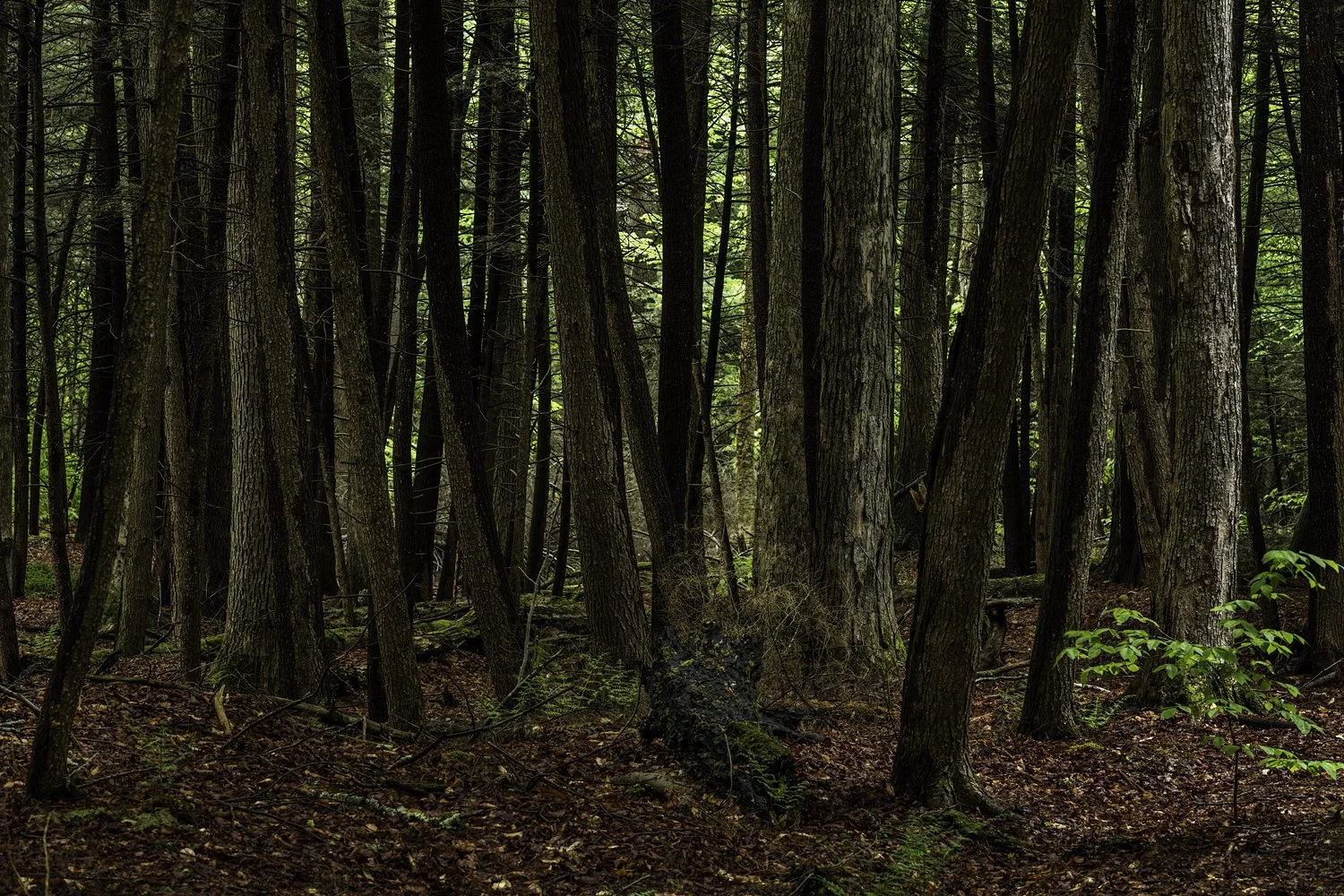 Photo: Robert Llewellyn