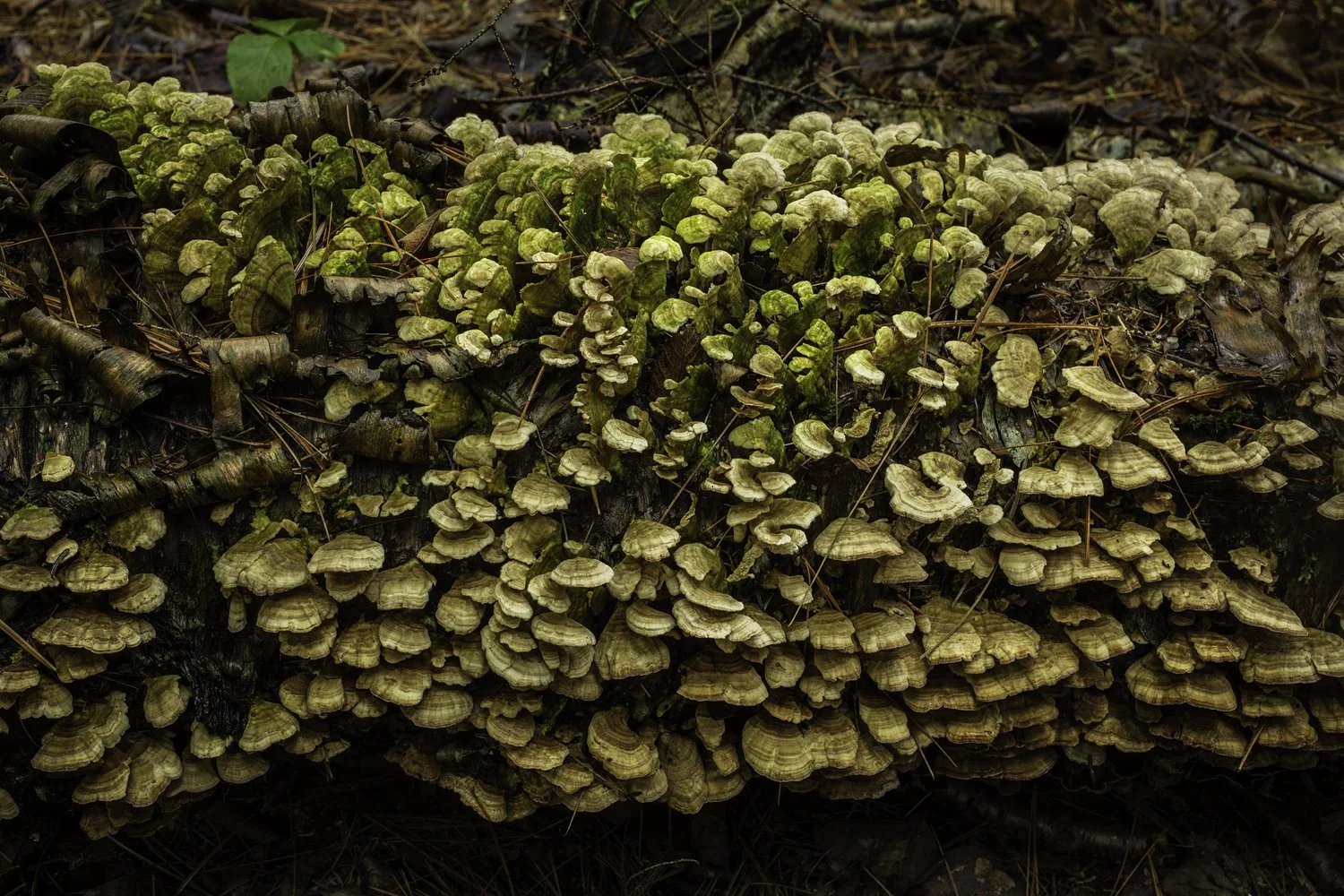 Photo: Robert Llewellyn