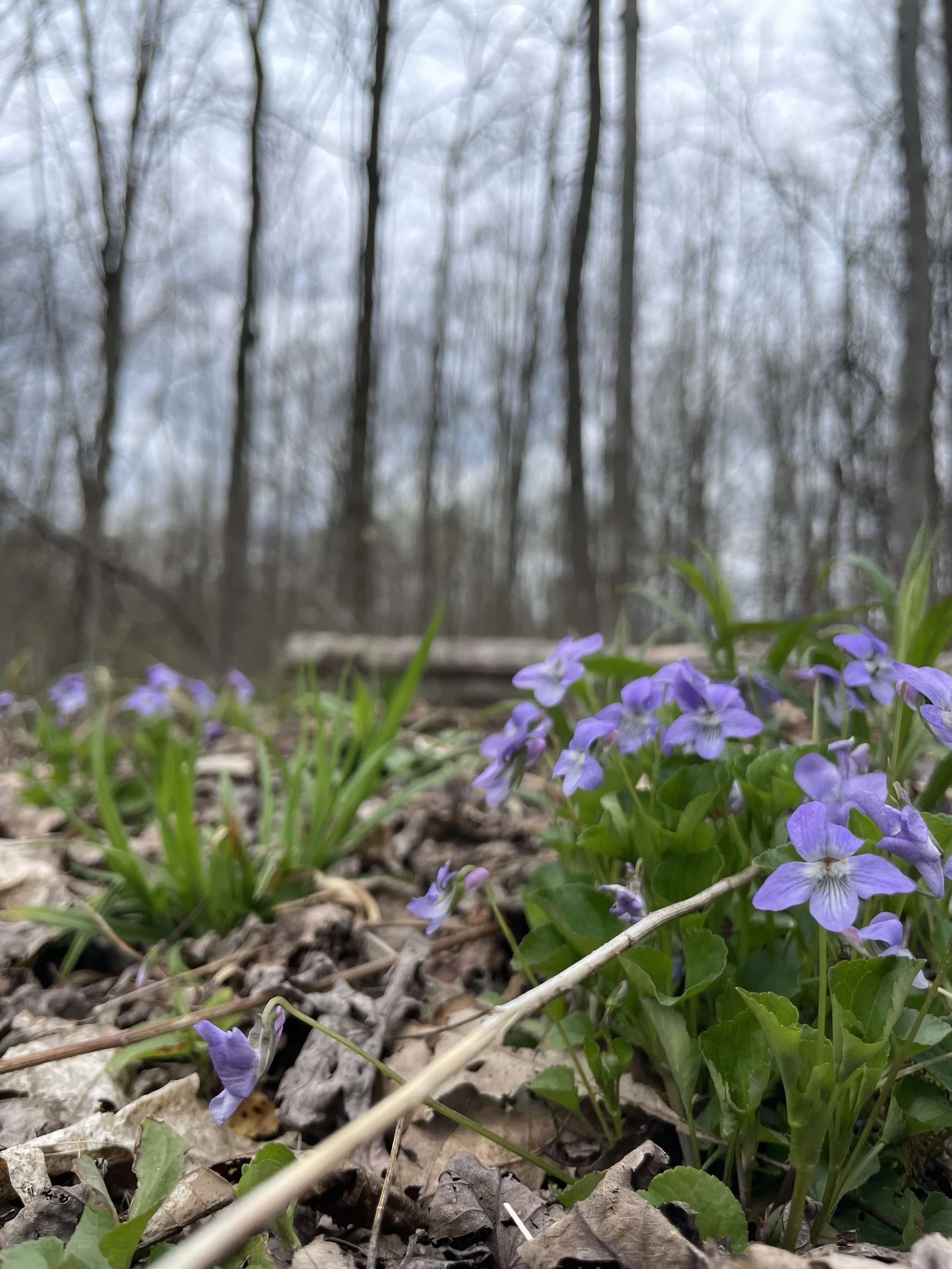 Photo courtesy of Lydia Laythe