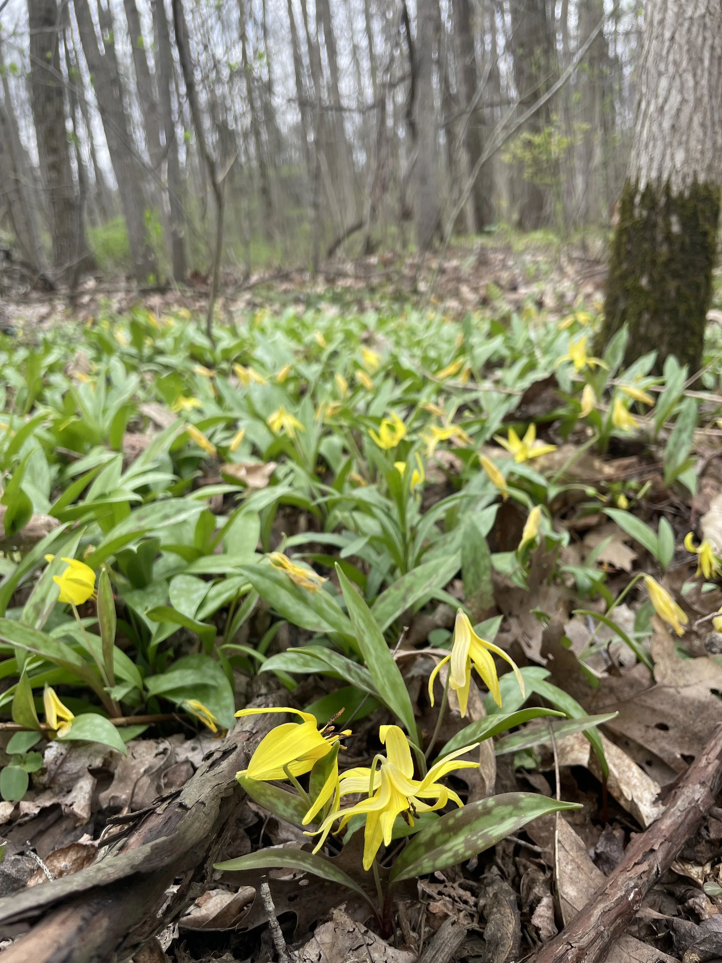 Photo courtesy of Lydia Laythe