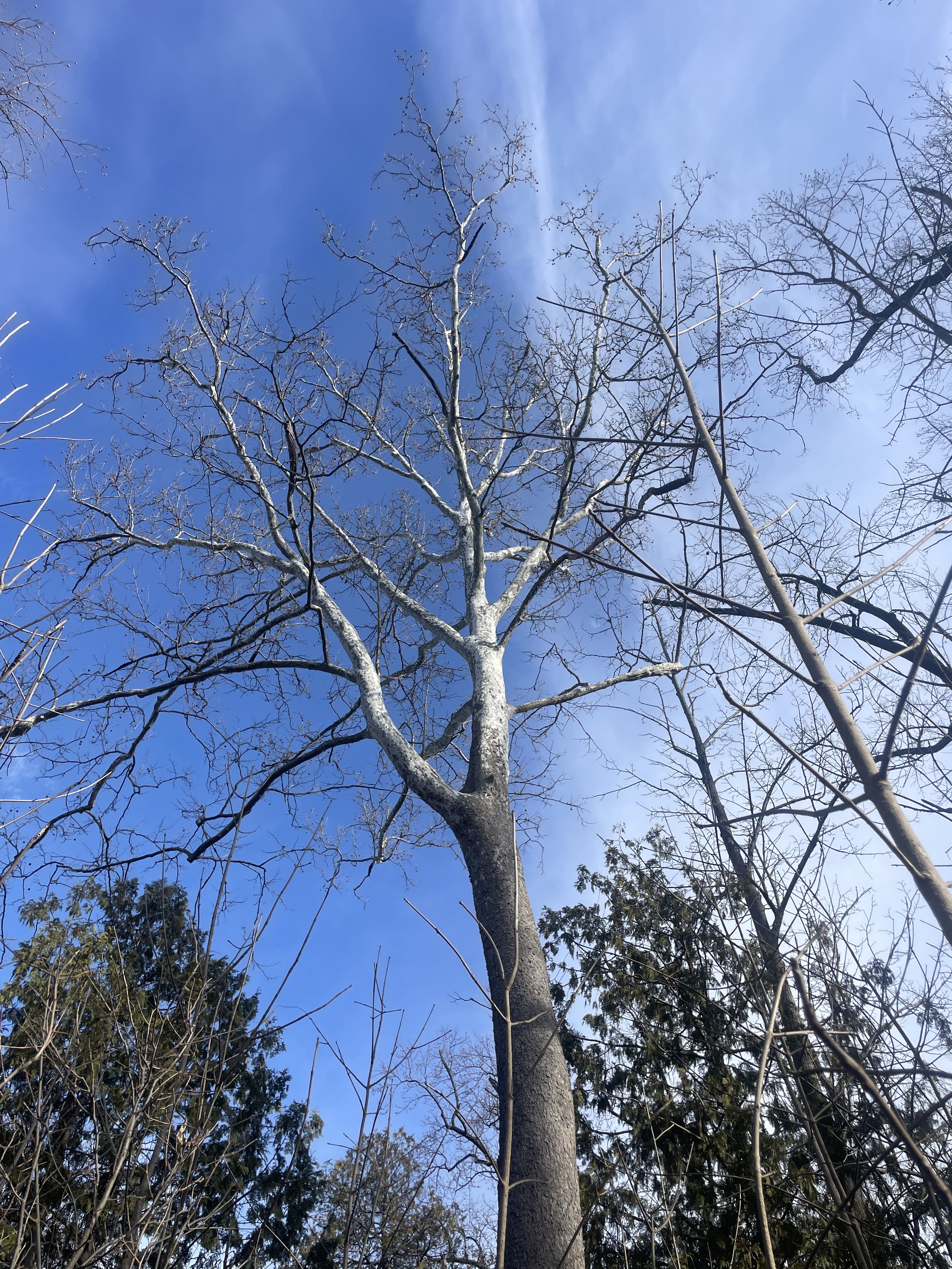 Photo courtesy of Brian Kane