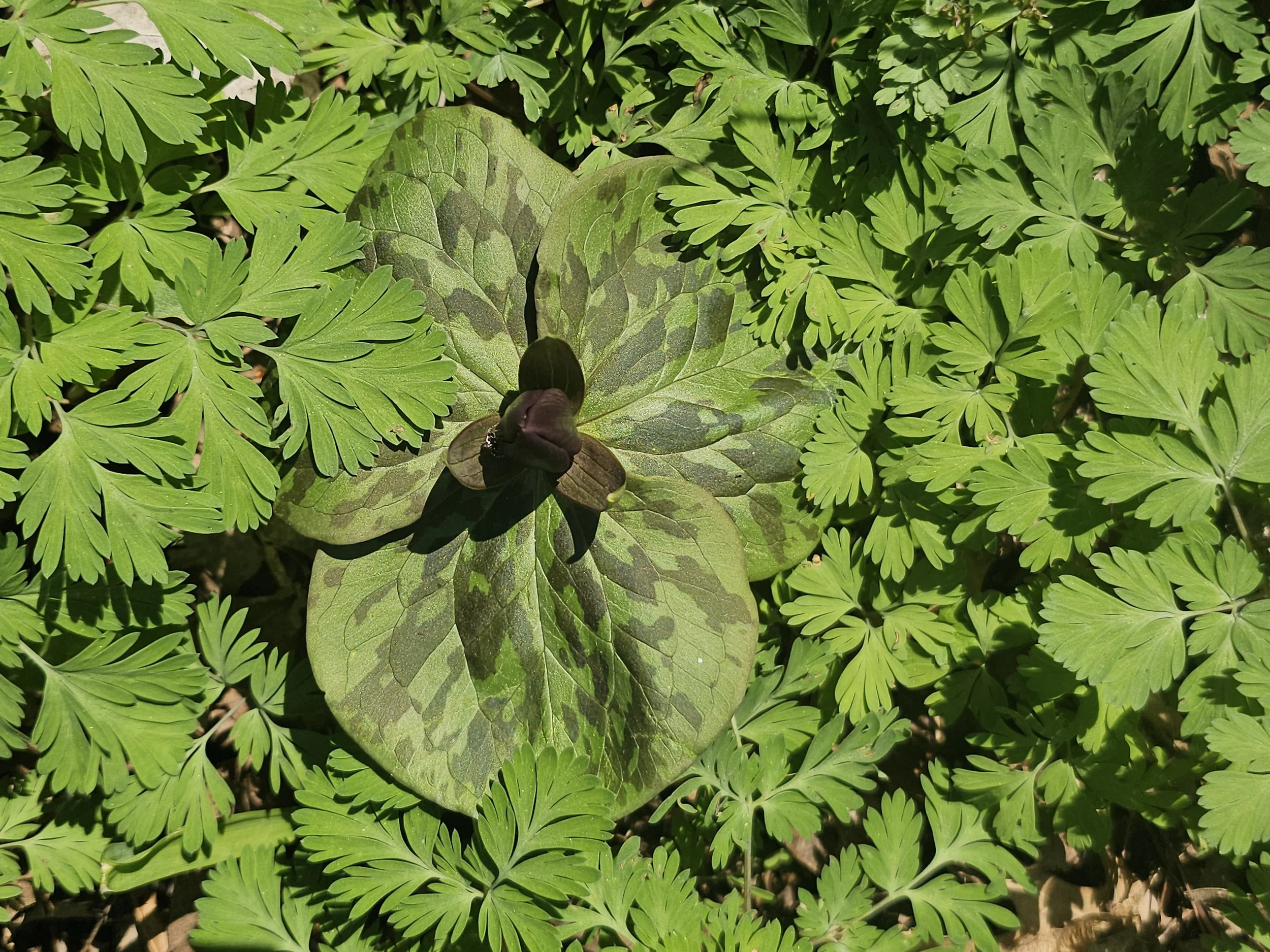 Photo courtesy of Leona Addie