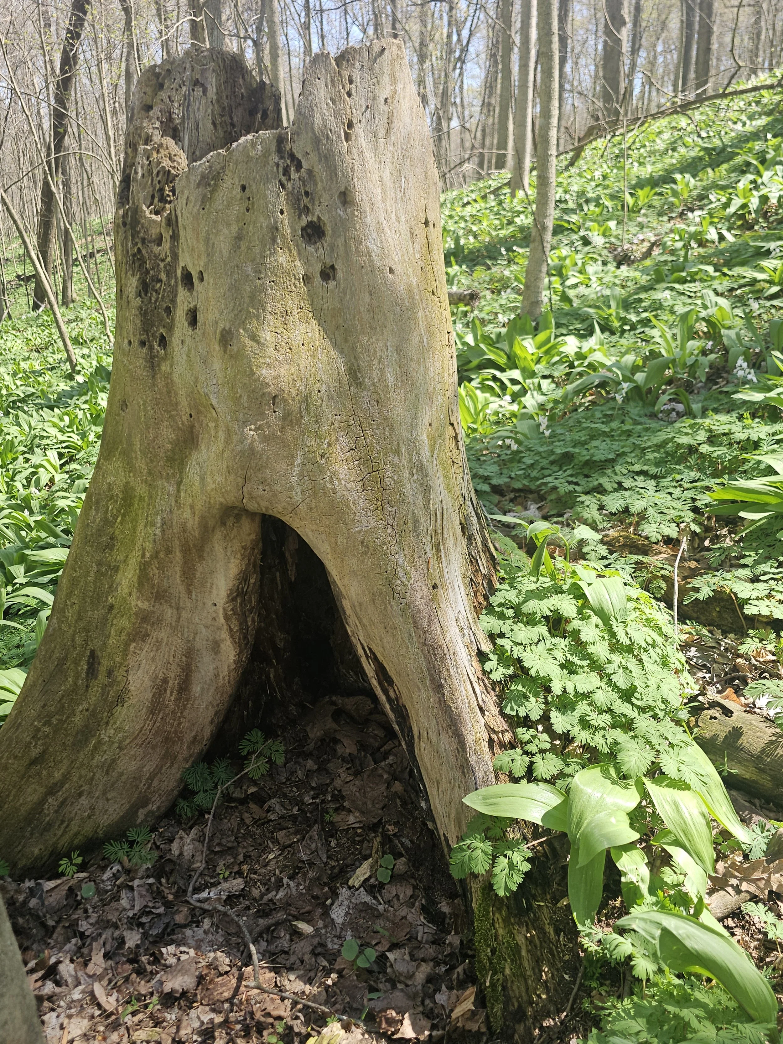 Photo courtesy of Leona Addie