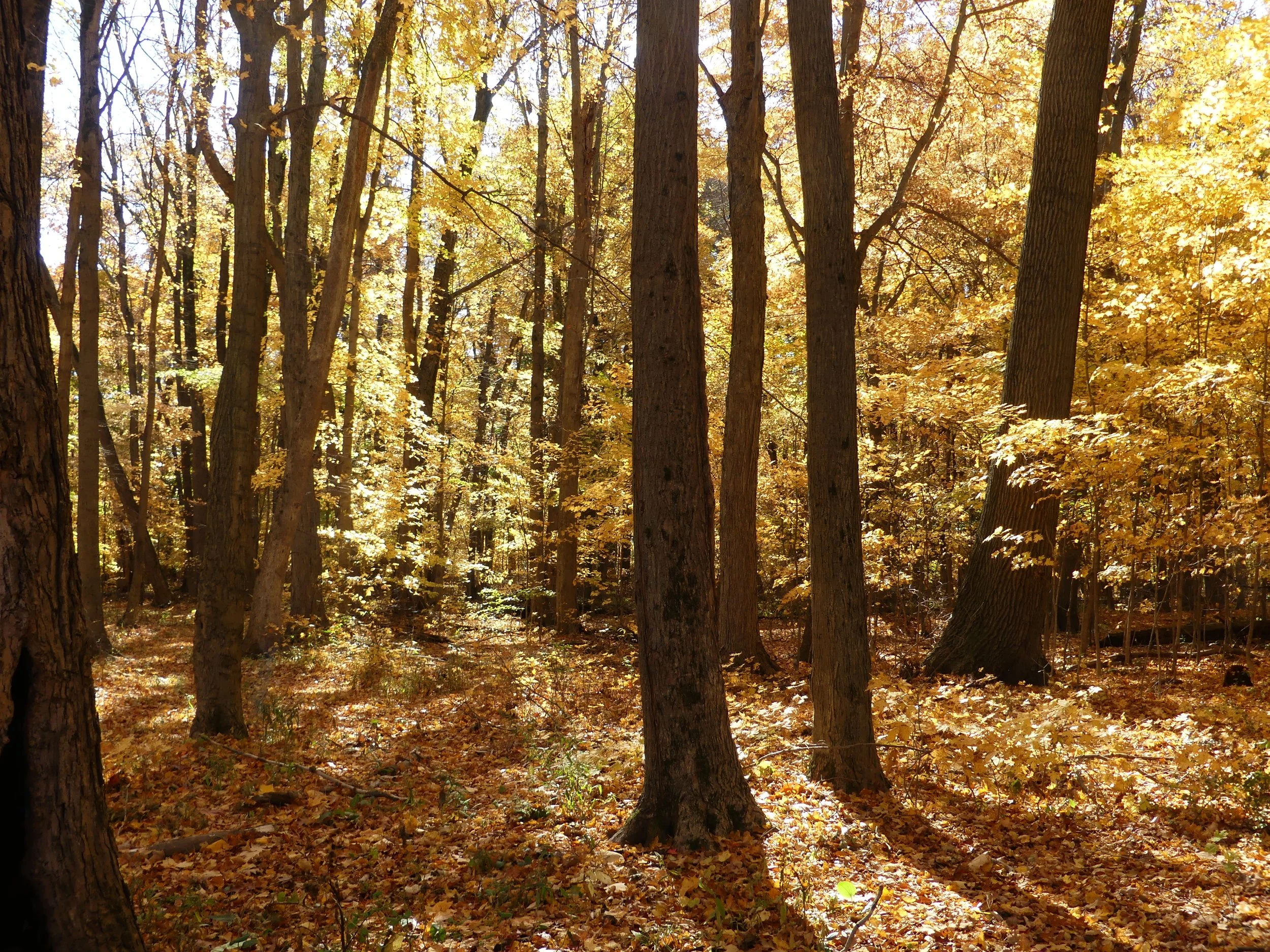 Photo courtesy of the J. Timothy Ritchie Nature Preserve