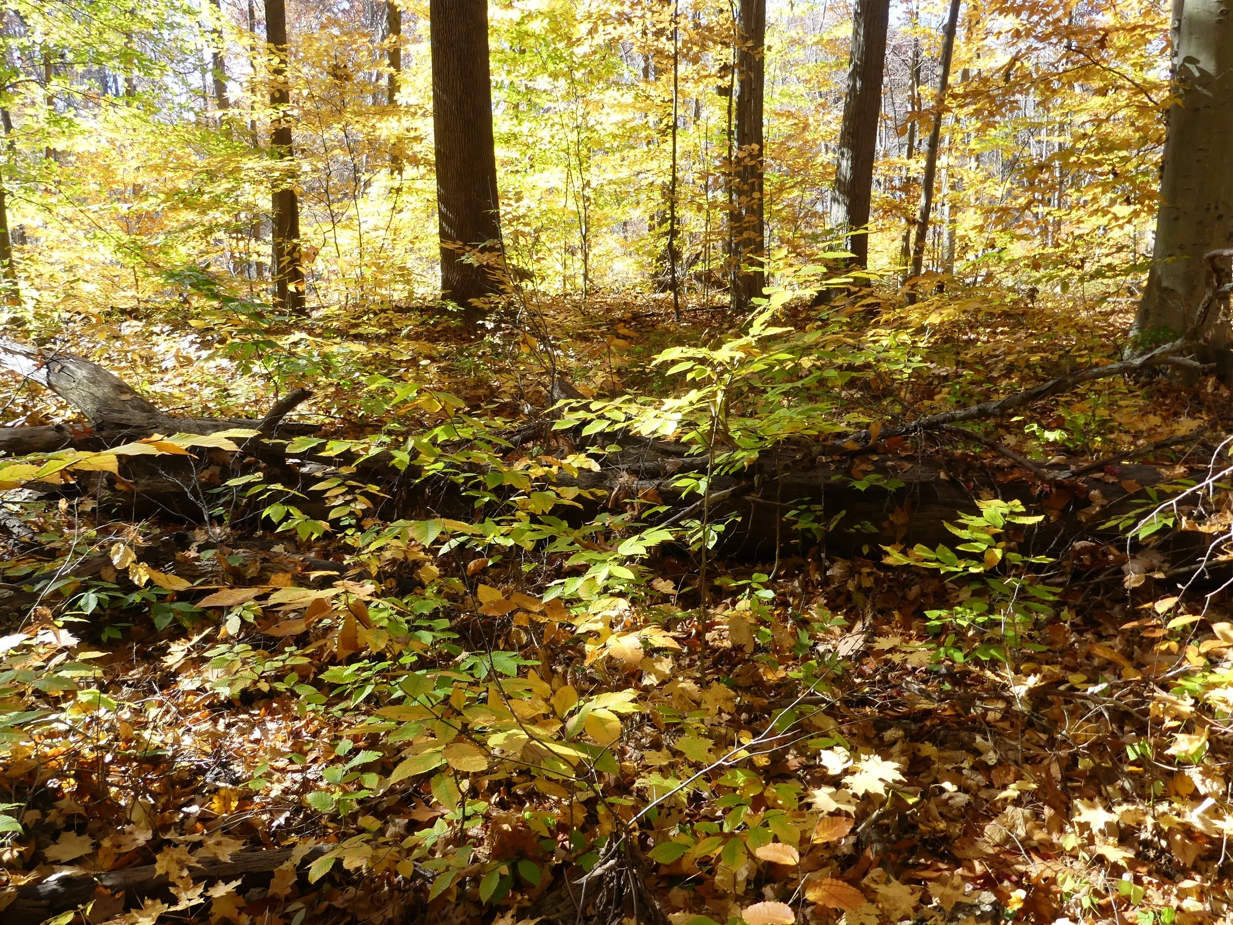 Photo courtesy of the J. Timothy Ritchie Nature Preserve