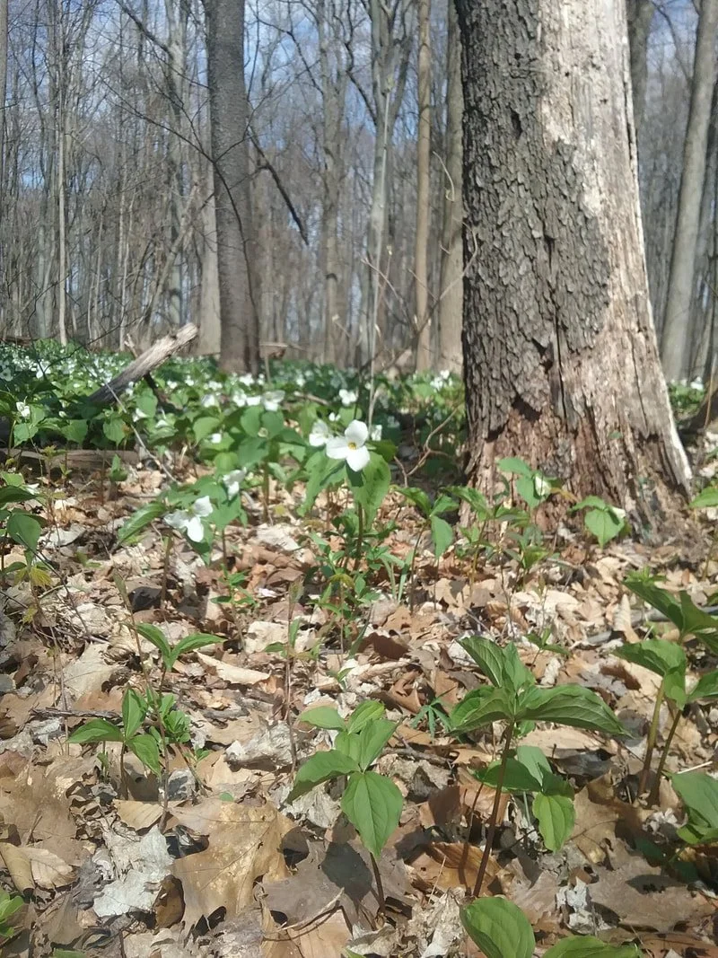Photo courtesy of the J. Timothy Ritchie Nature Preserve