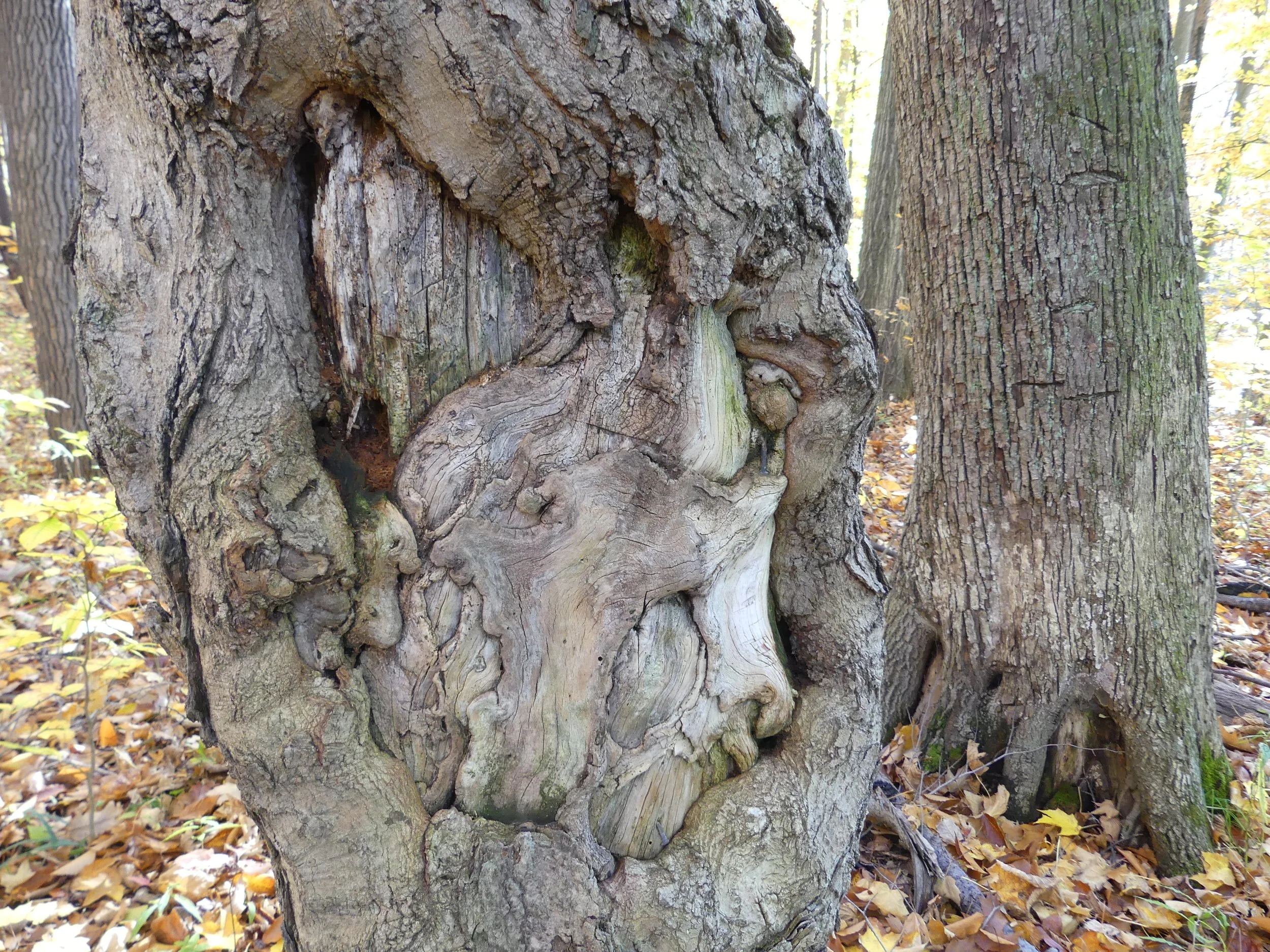 Photo courtesy of the J. Timothy Ritchie Nature Preserve