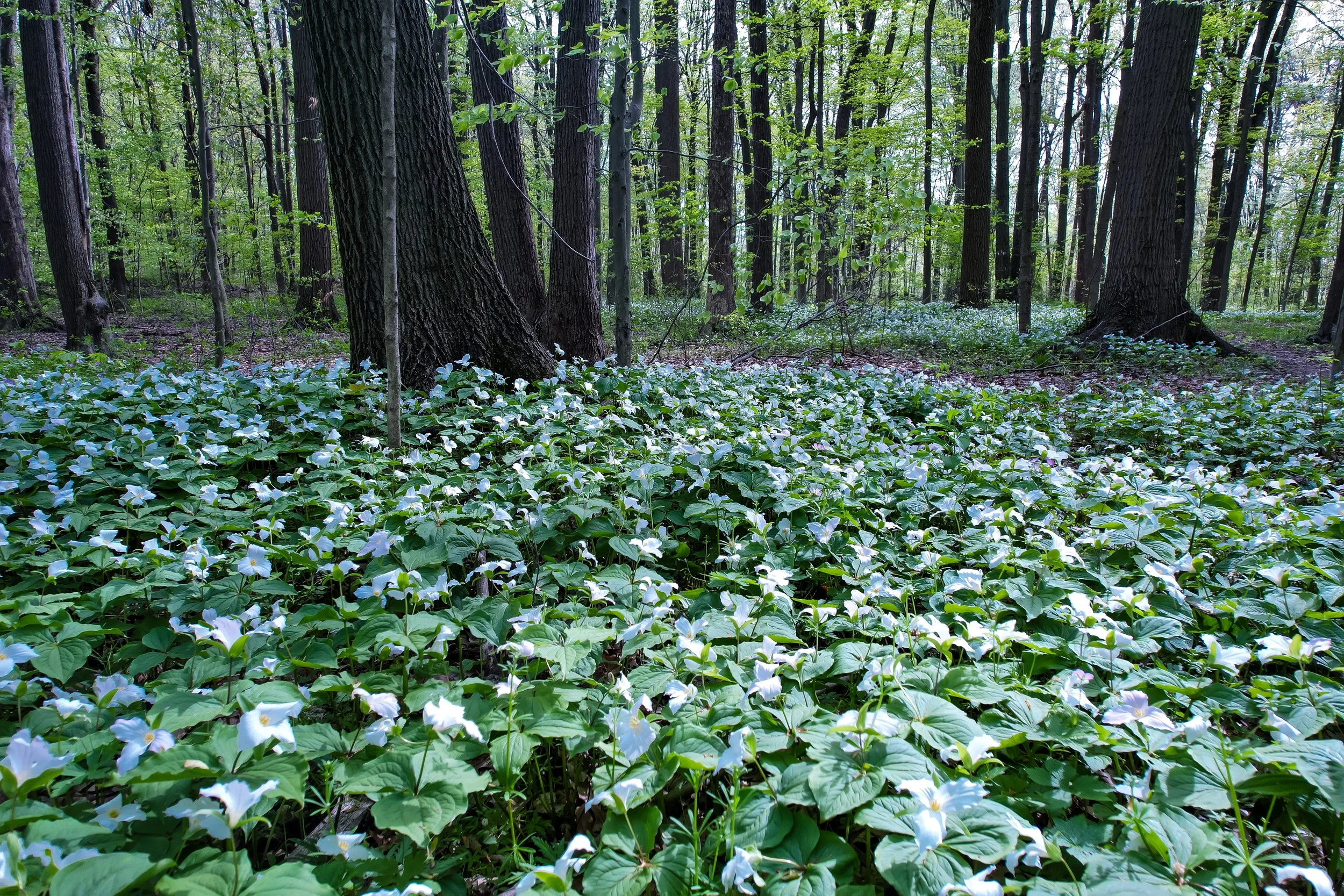 Photo courtesy of the J. Timothy Ritchie Nature Preserve