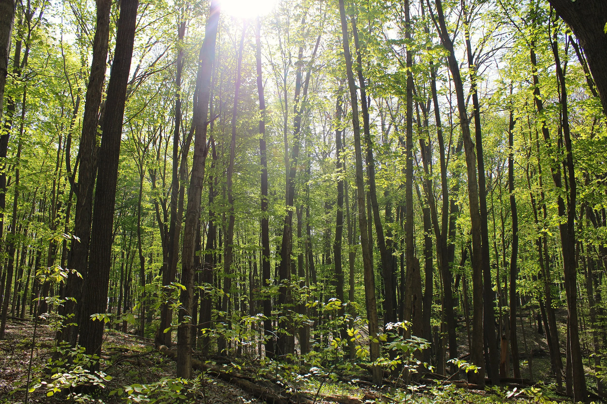 Photo courtesy of Kent County Parks