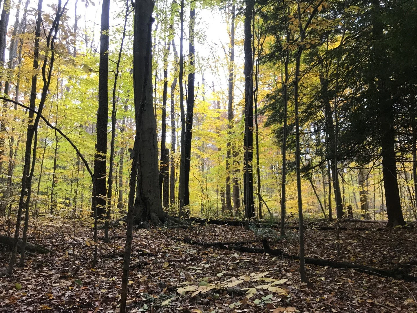 Photo courtesy of Western Pennsylvania Conservancy