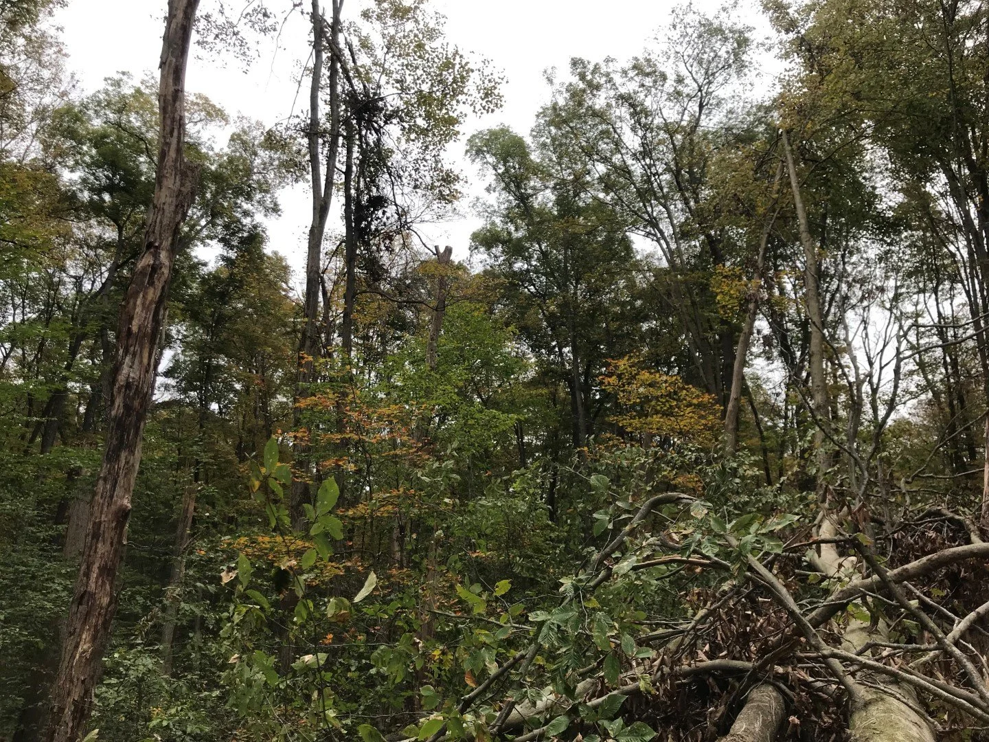 Photo courtesy of Western Pennsylvania Conservancy