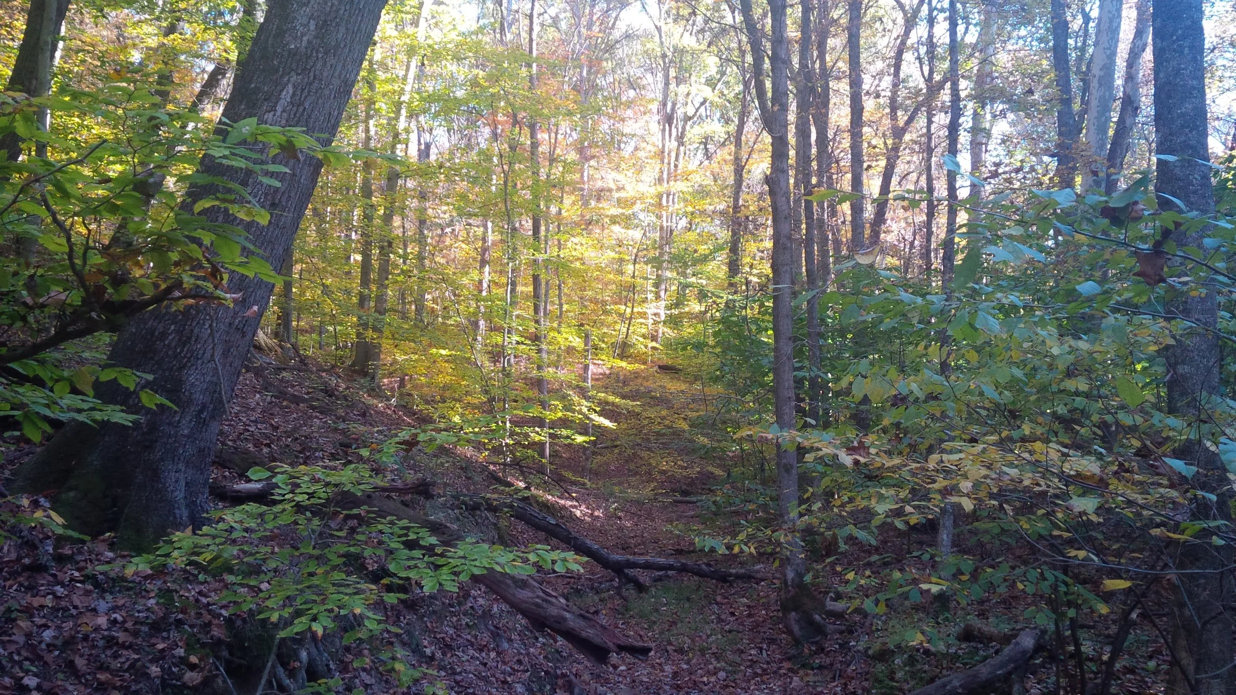Hall Hollow (V-D) in Fall 10-26-14 Joel Thomas.jpg