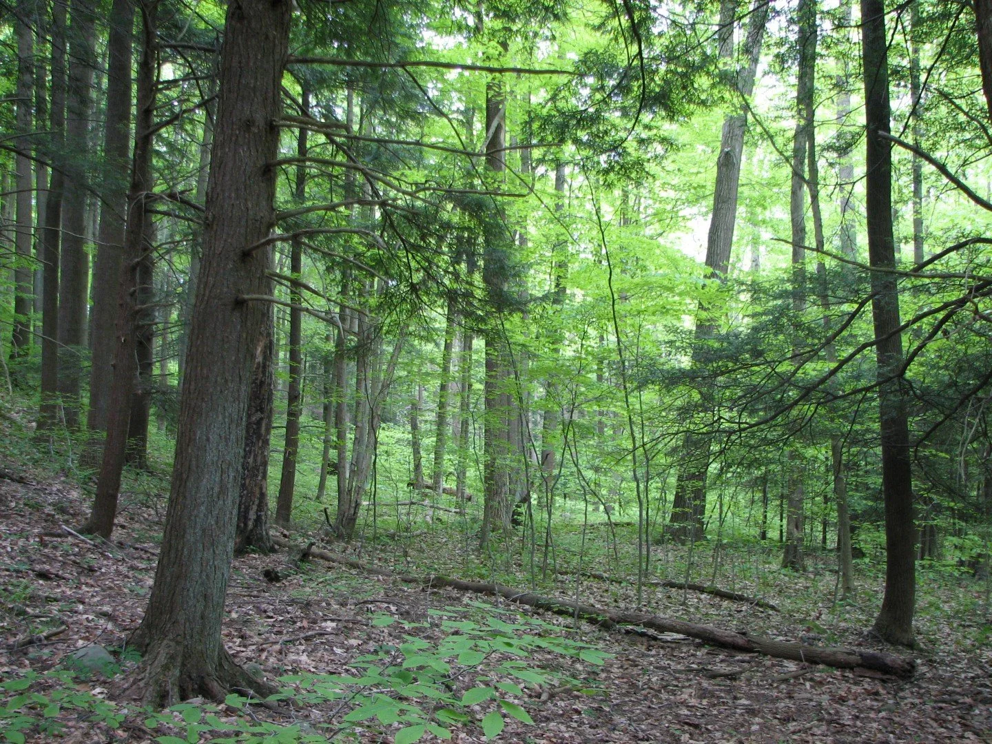 2008-05-30_Wolf Creek Narrows_09_Forest along slope (Large).jpg