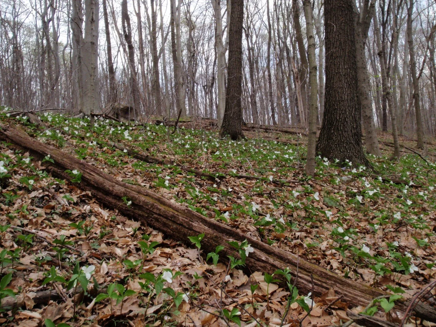 2010-04-16_Wolf Creek_08_trillium on slope (Large).JPG
