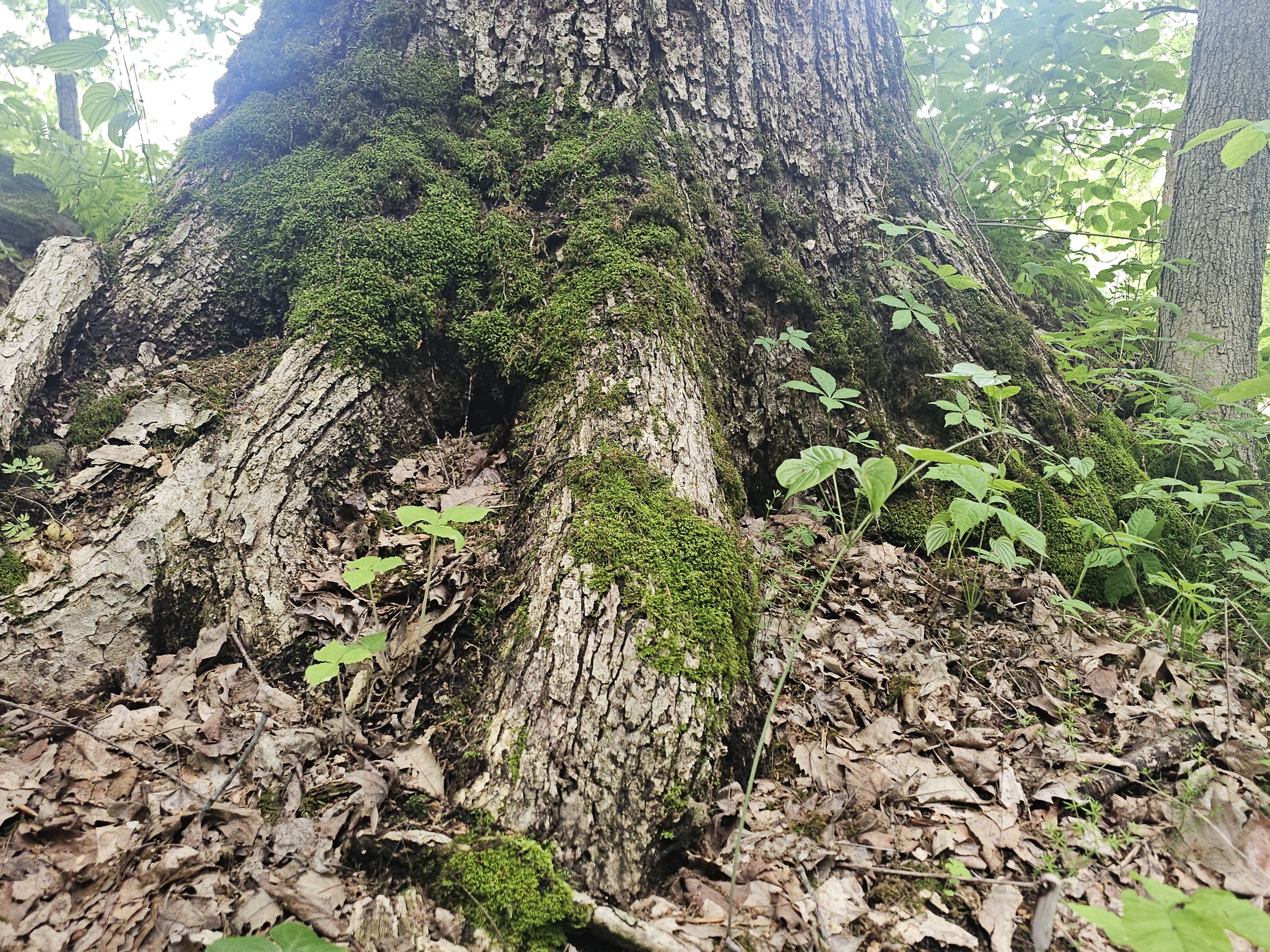 Bluffs of Beaver Bend Nature Preserve, Martin County, IN