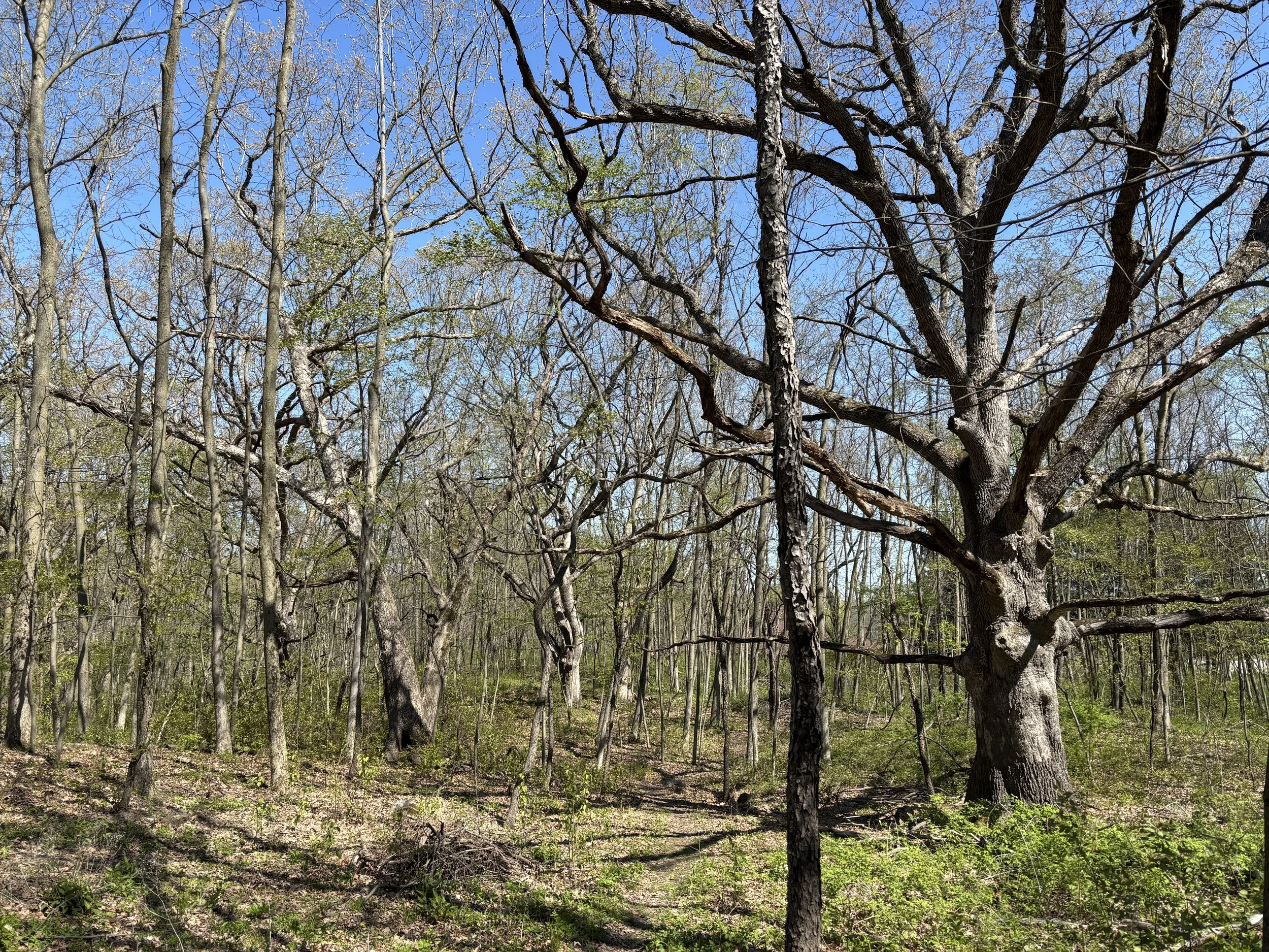 Bristol Woods Park, Kenosha County, WI