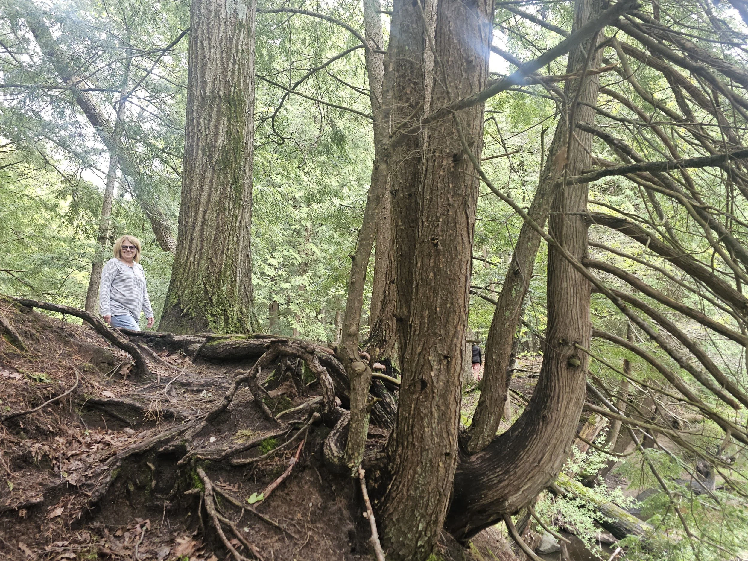 Spirit of the Woods, Manistee County, MI