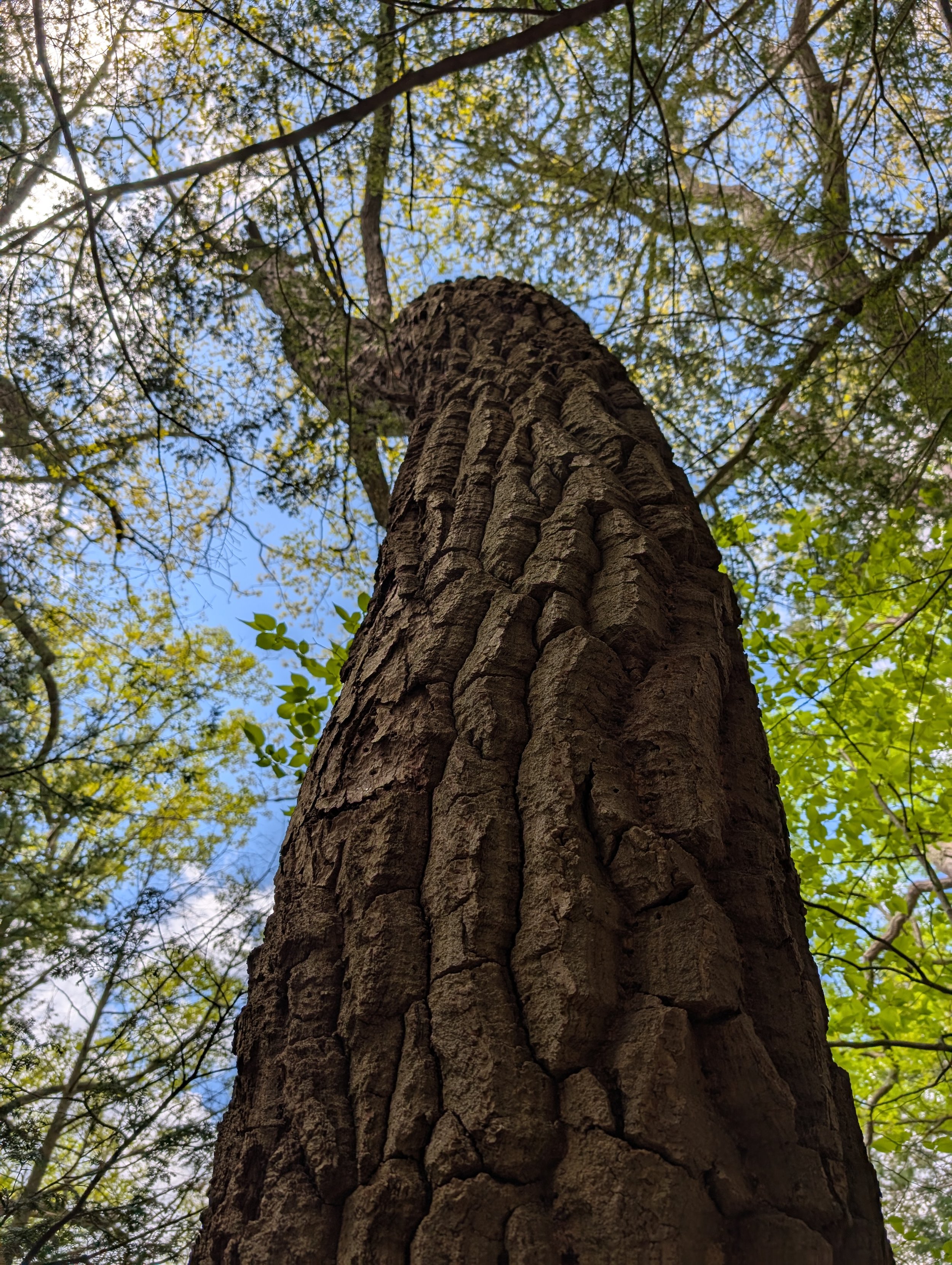 Wesley Hill Nature Preserve, Ontario County, NY