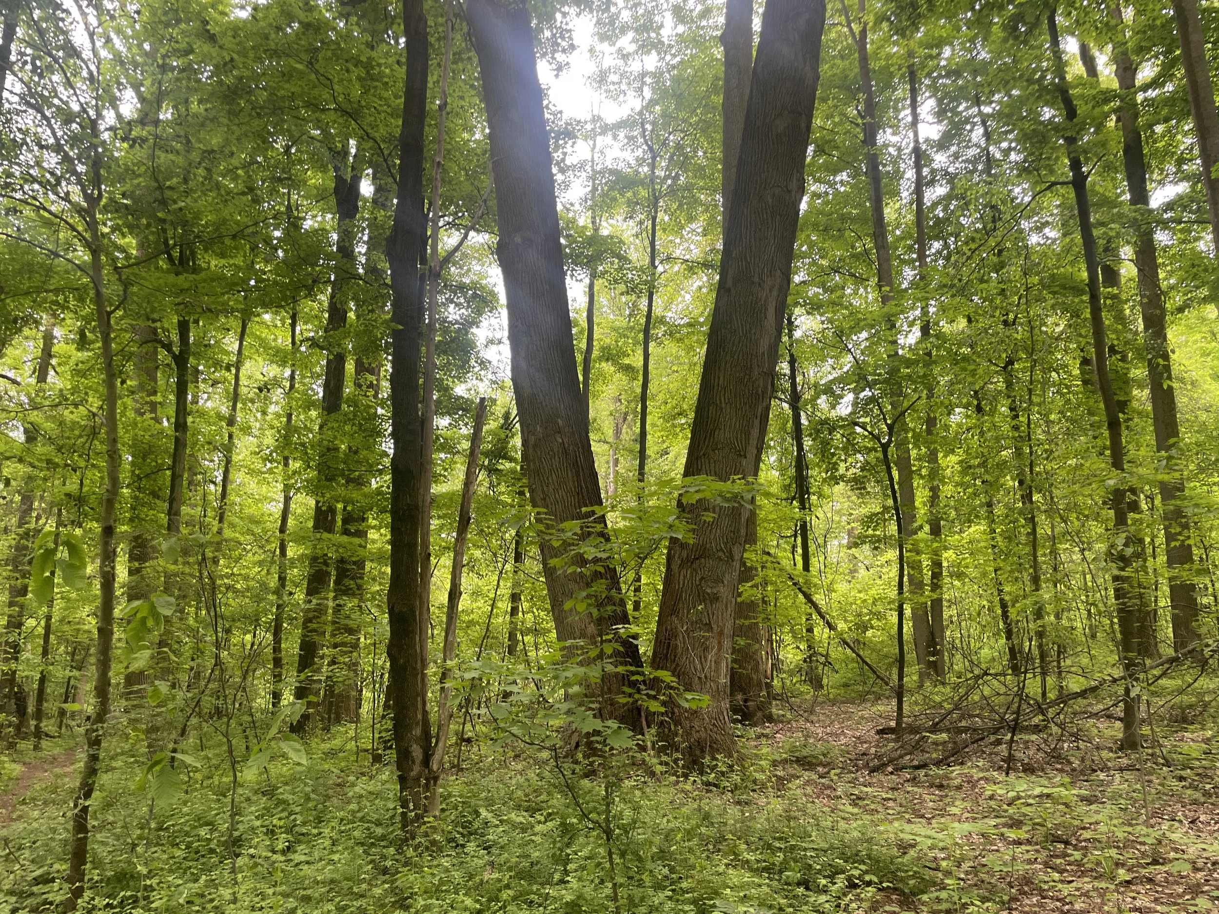 Stebbins Gulch at Holden Arboretum, Geauga County, OH