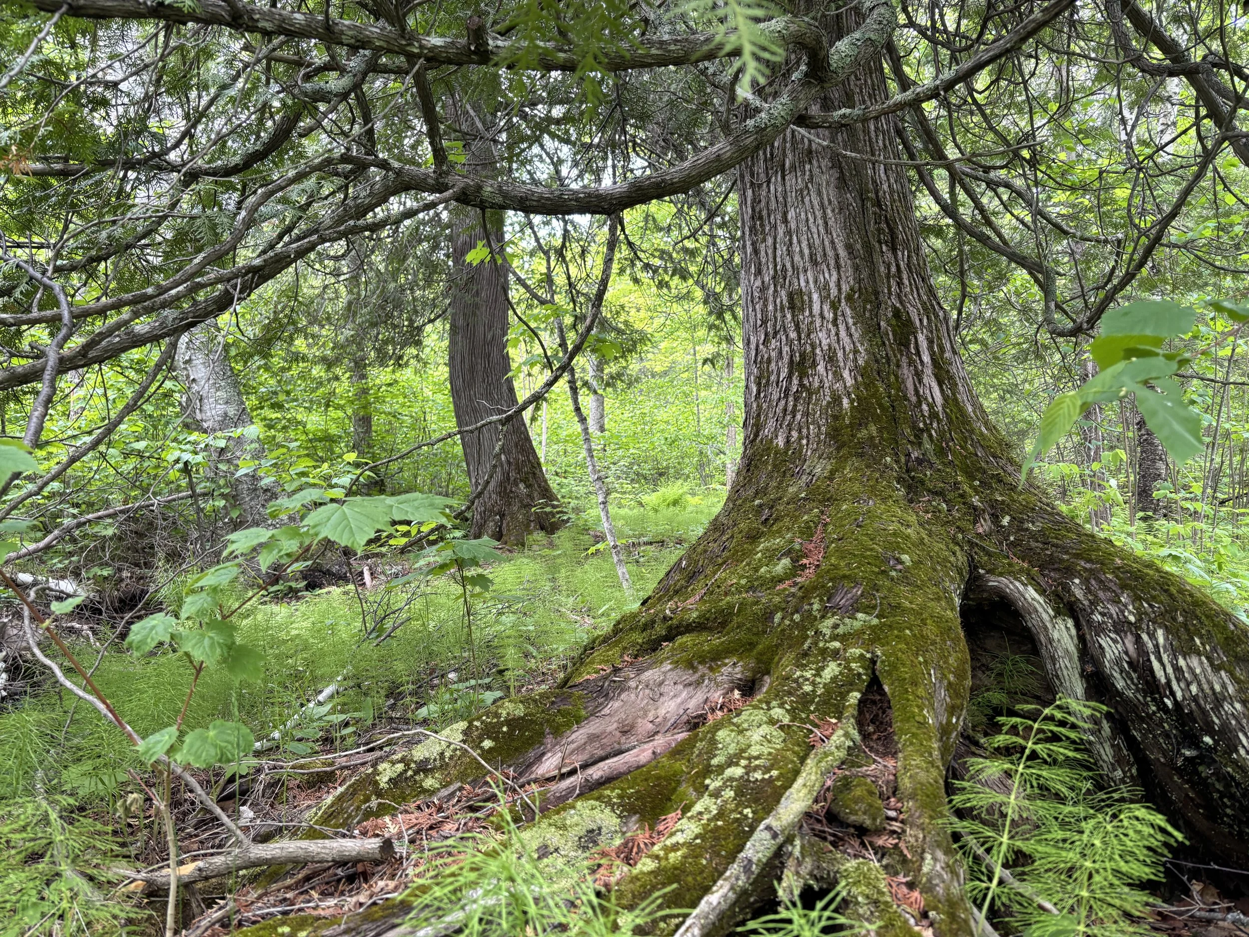 Lutsen Scientific &amp; Natural Area, Cook County, MN