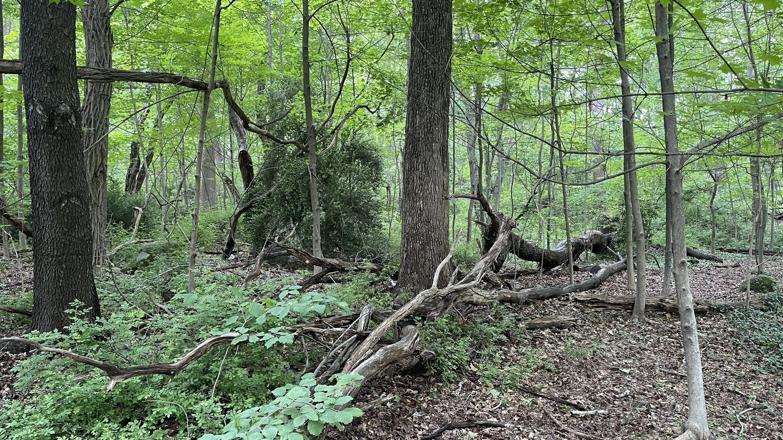 Forever Wild Forests of New York City: Alley Pond Preserve, Queens County, NY
