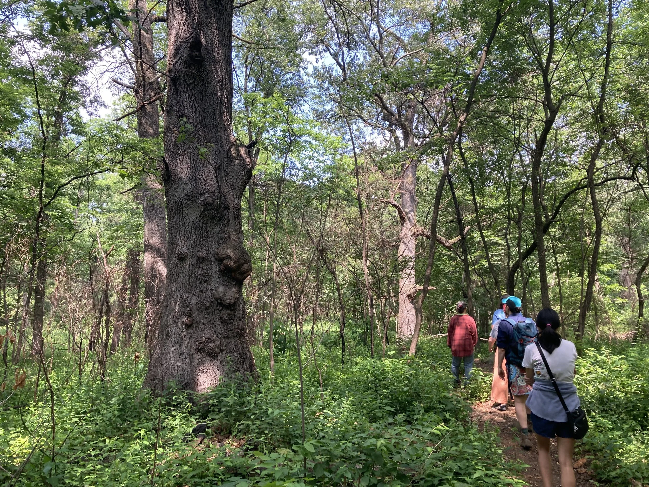 Forever Wild Forests of New York City: Van Cortlandt Park Preserve, Bronx County, NY