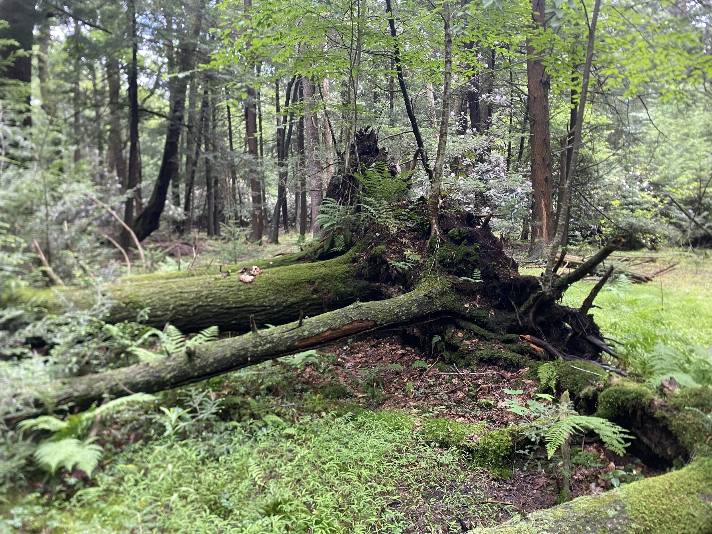 Bear Meadows Natural Area at Rothrock, Centre County, PA