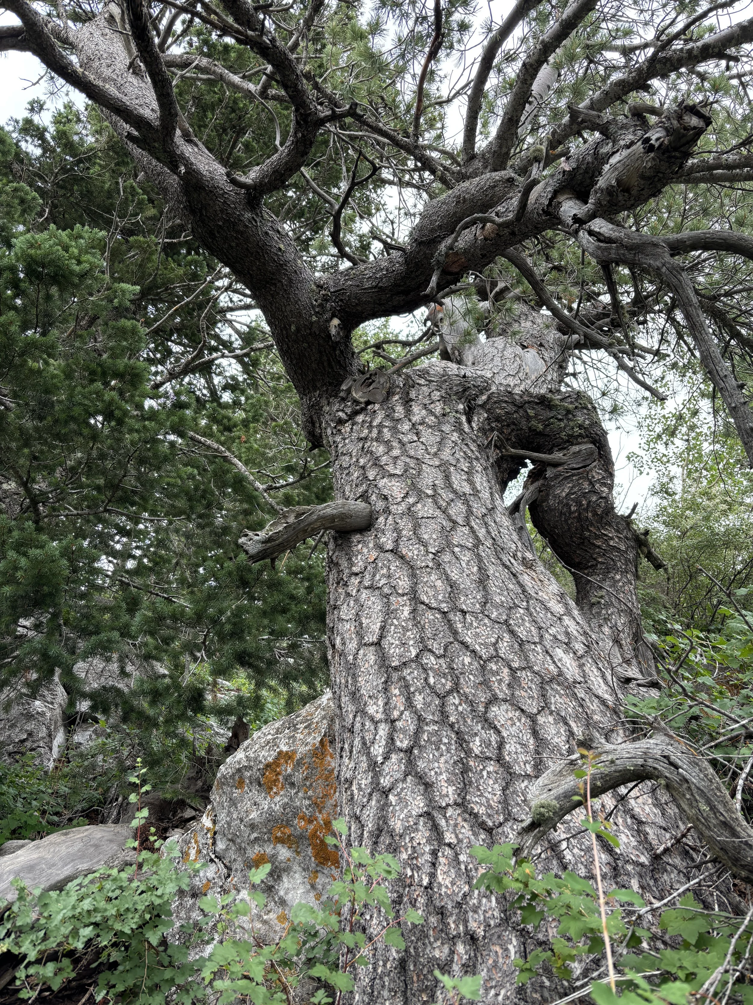 Sandia Mountain Wilderness - Cibola National Forest, Bernalillo County, NM