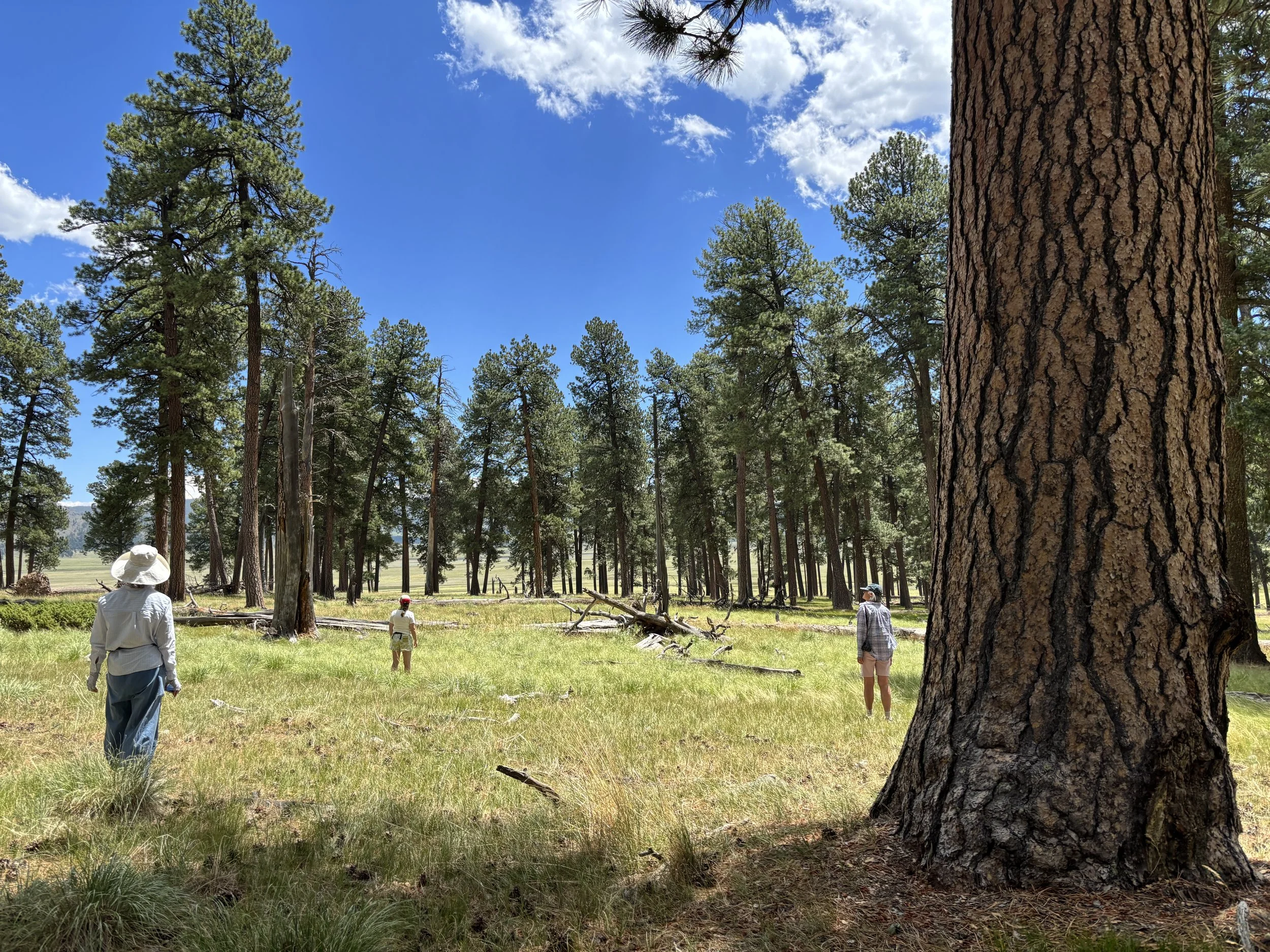 Valles Caldera National Preserve, Sandoval County, NM