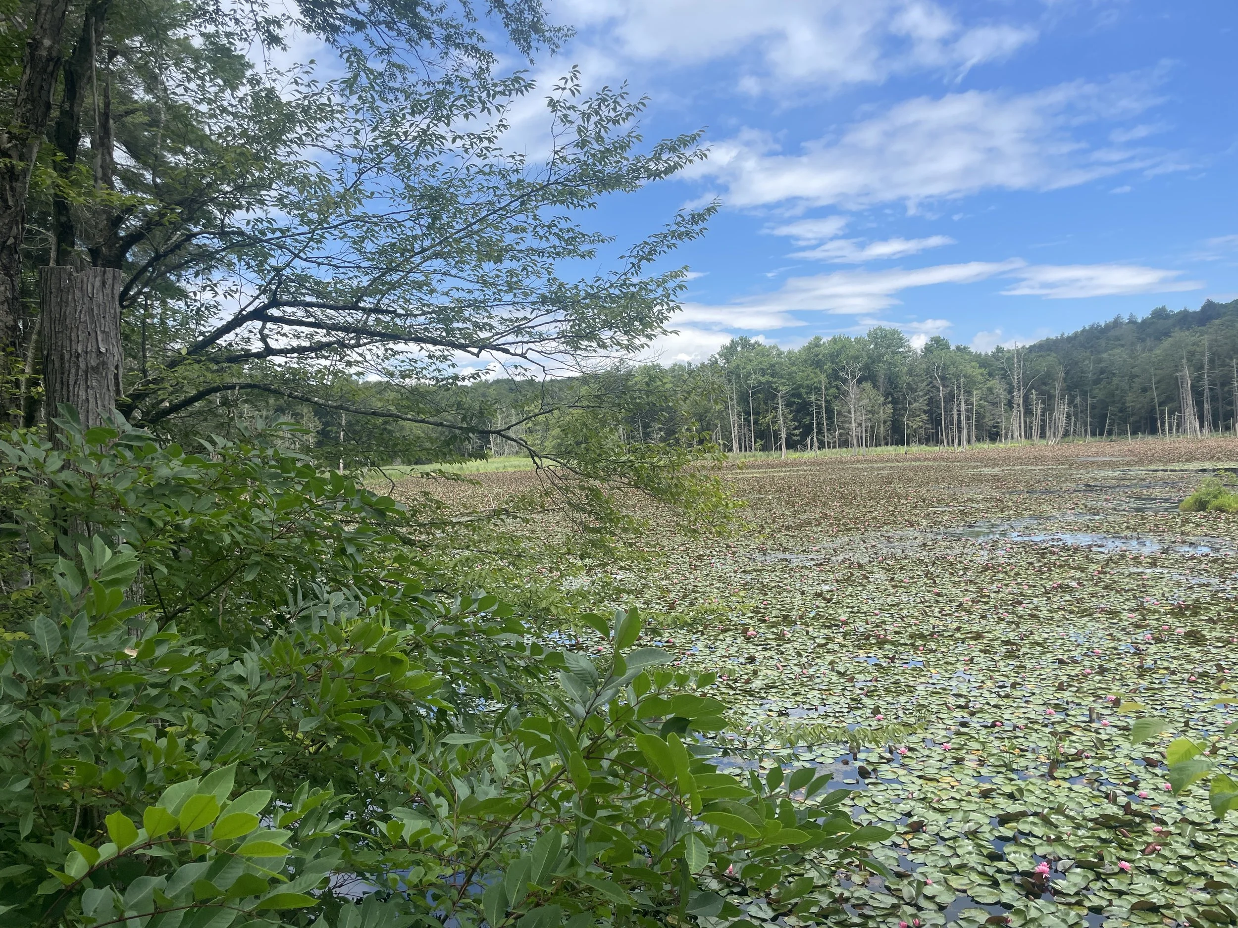 Woodbourne Preserve, Susquehanna County, PA