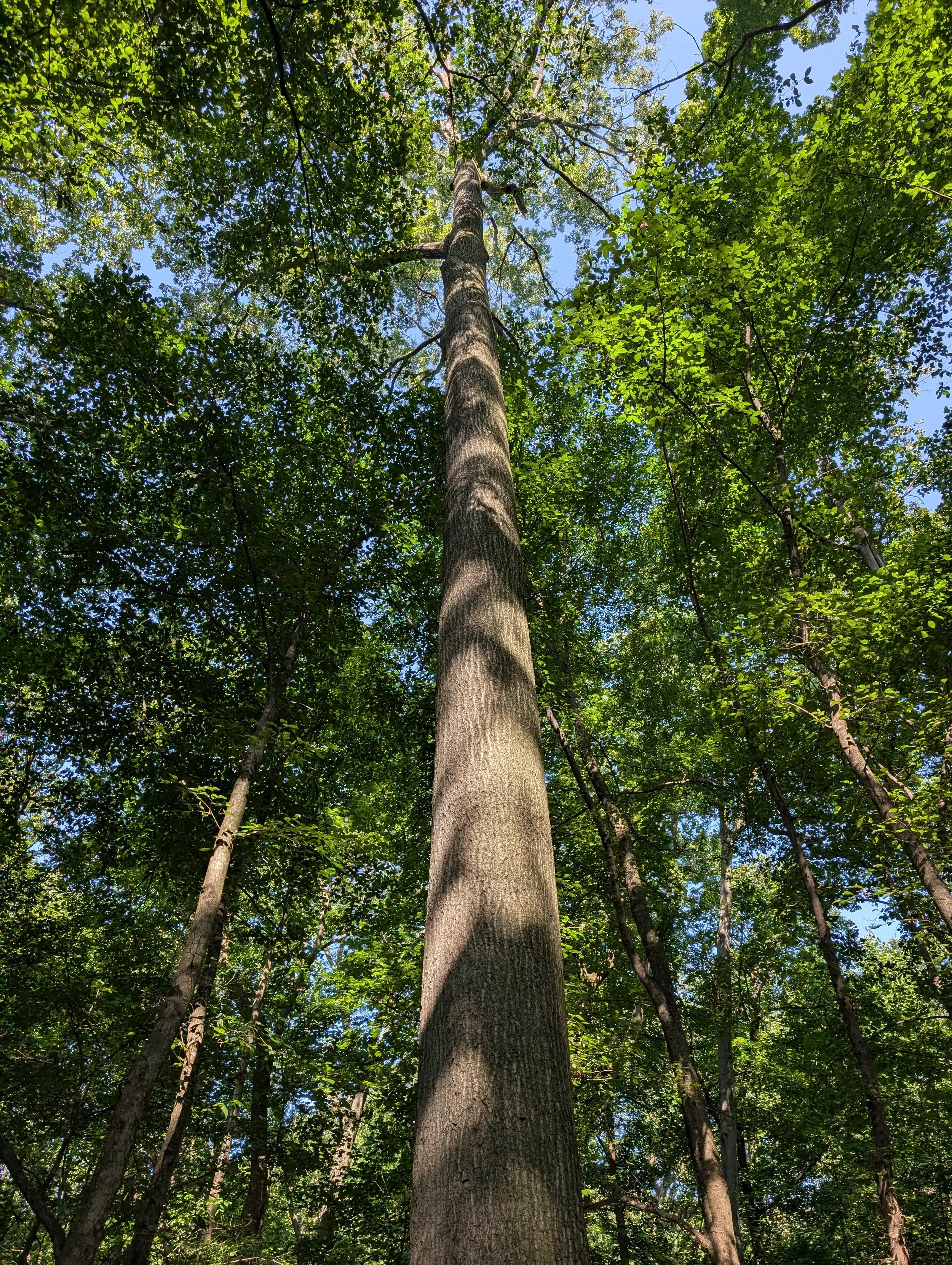 Forever Wild Forests of New York City: Prospect Park, Kings County, NY